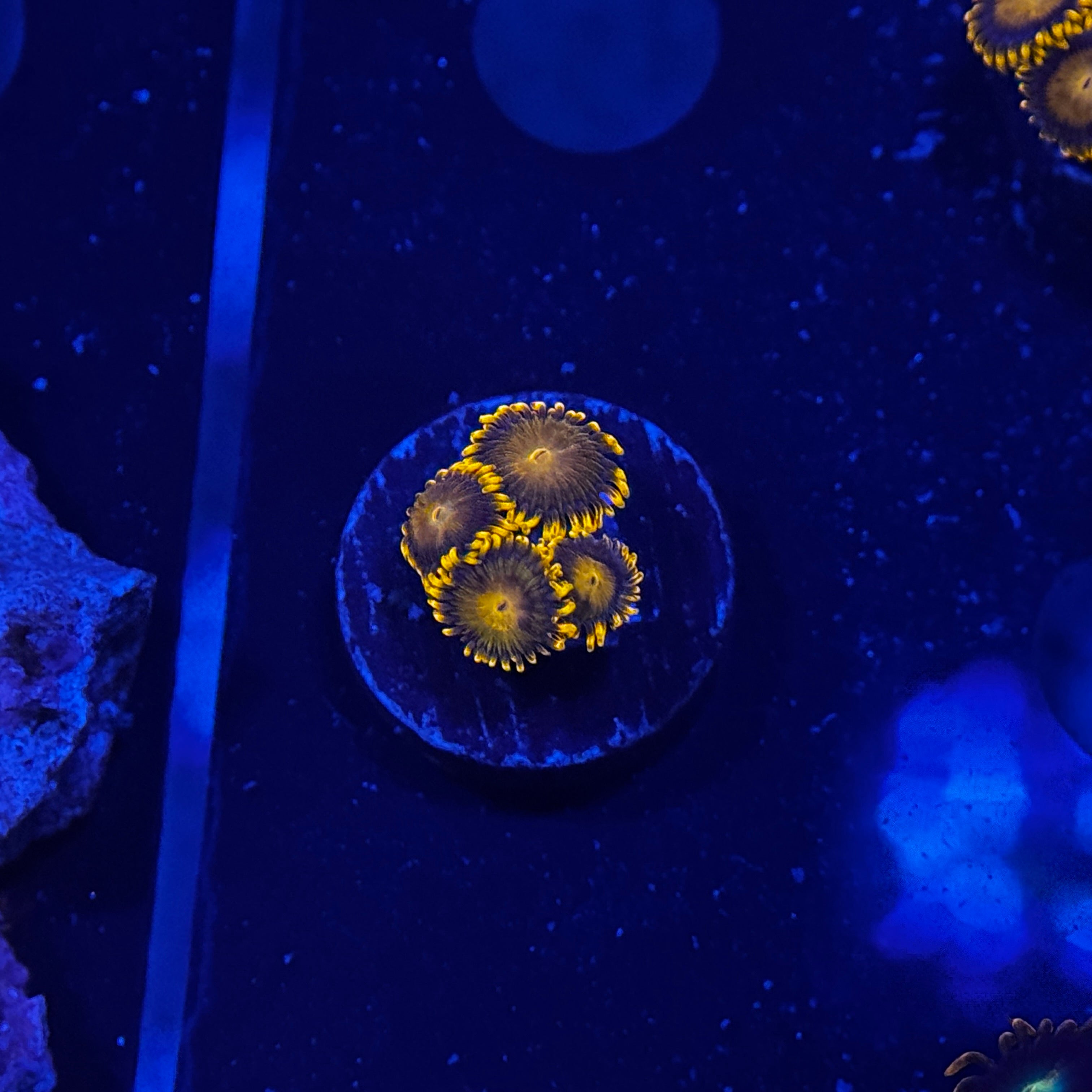 Bam Bam Zoanthids