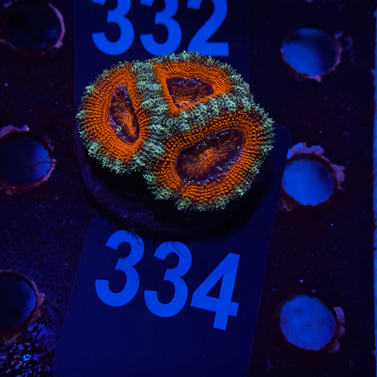 Royal Red Acan Lord