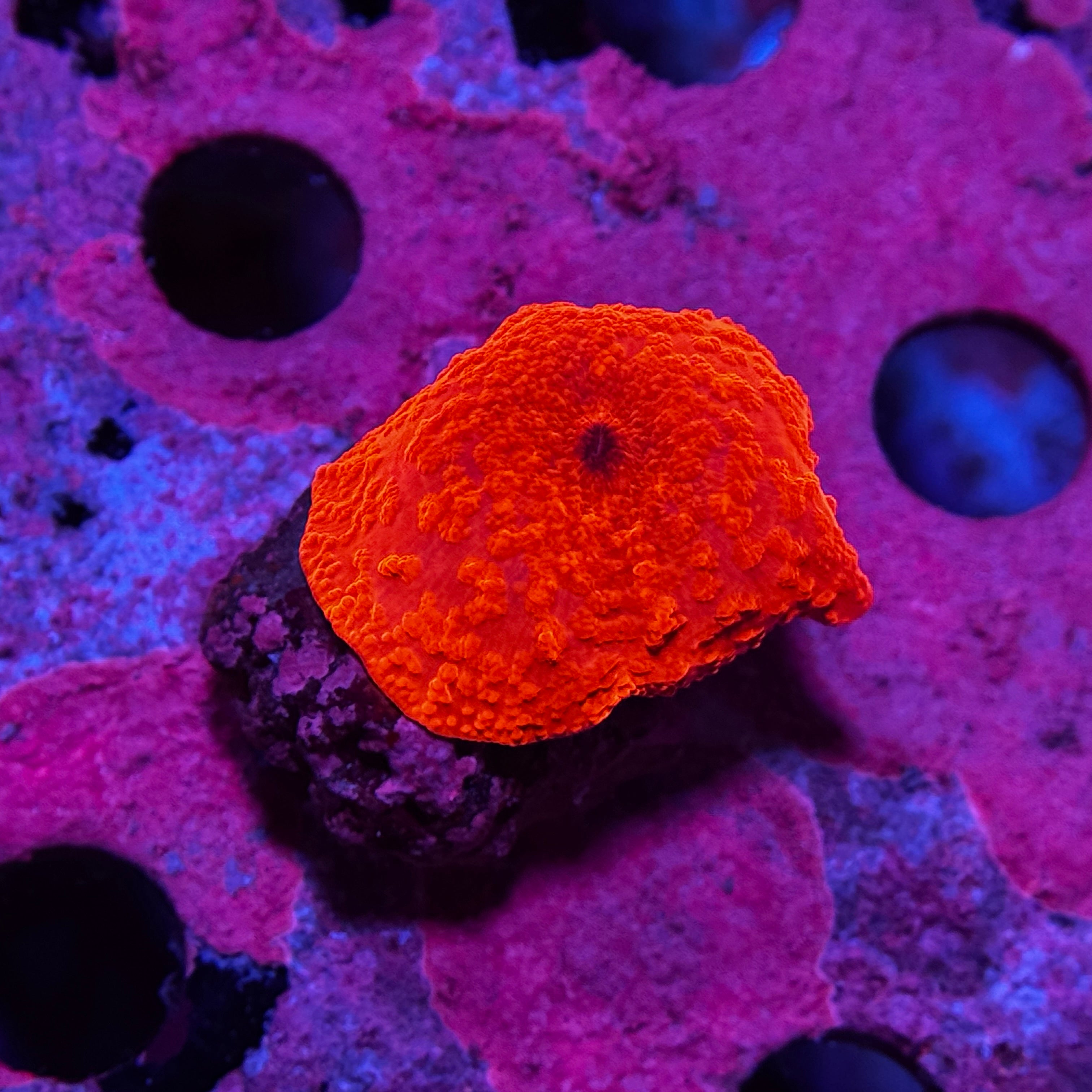 Neon Orange Discosoma Mushroom