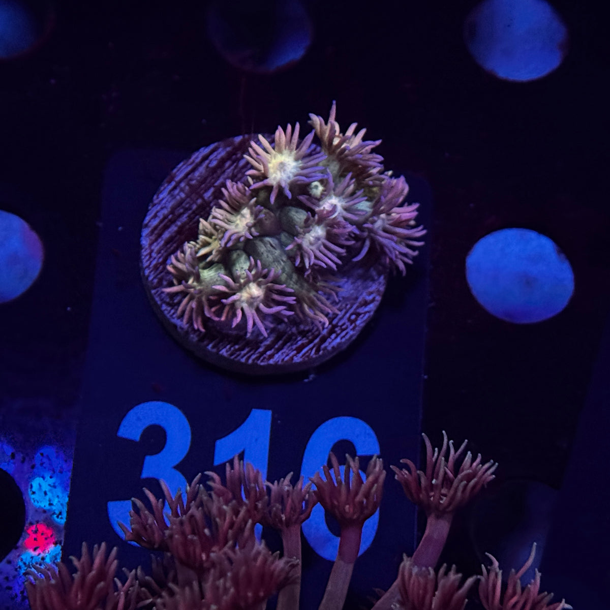 Rainbow Goniopora