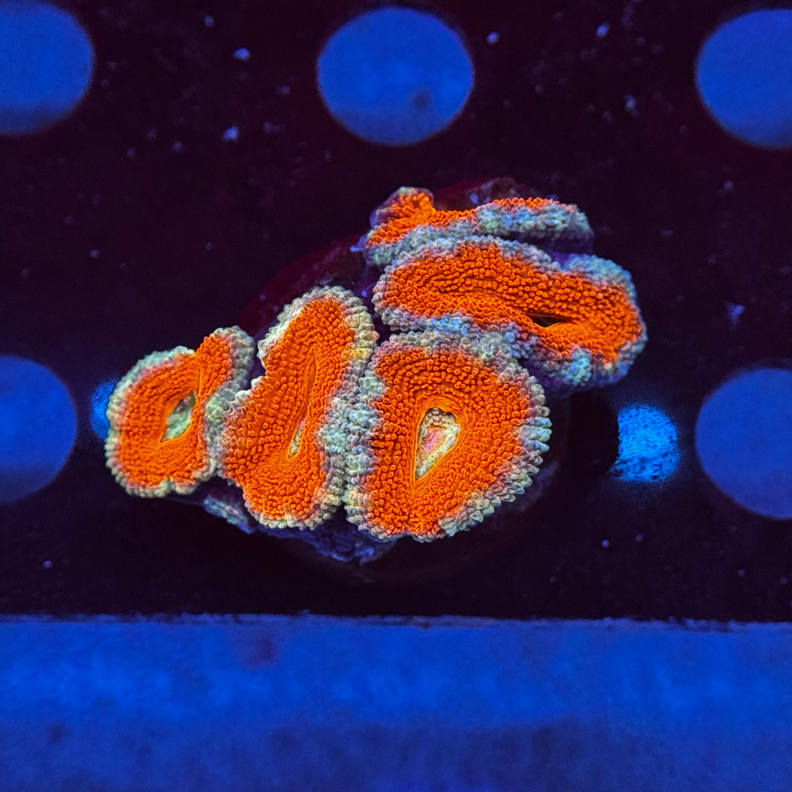 Red Acan Lord