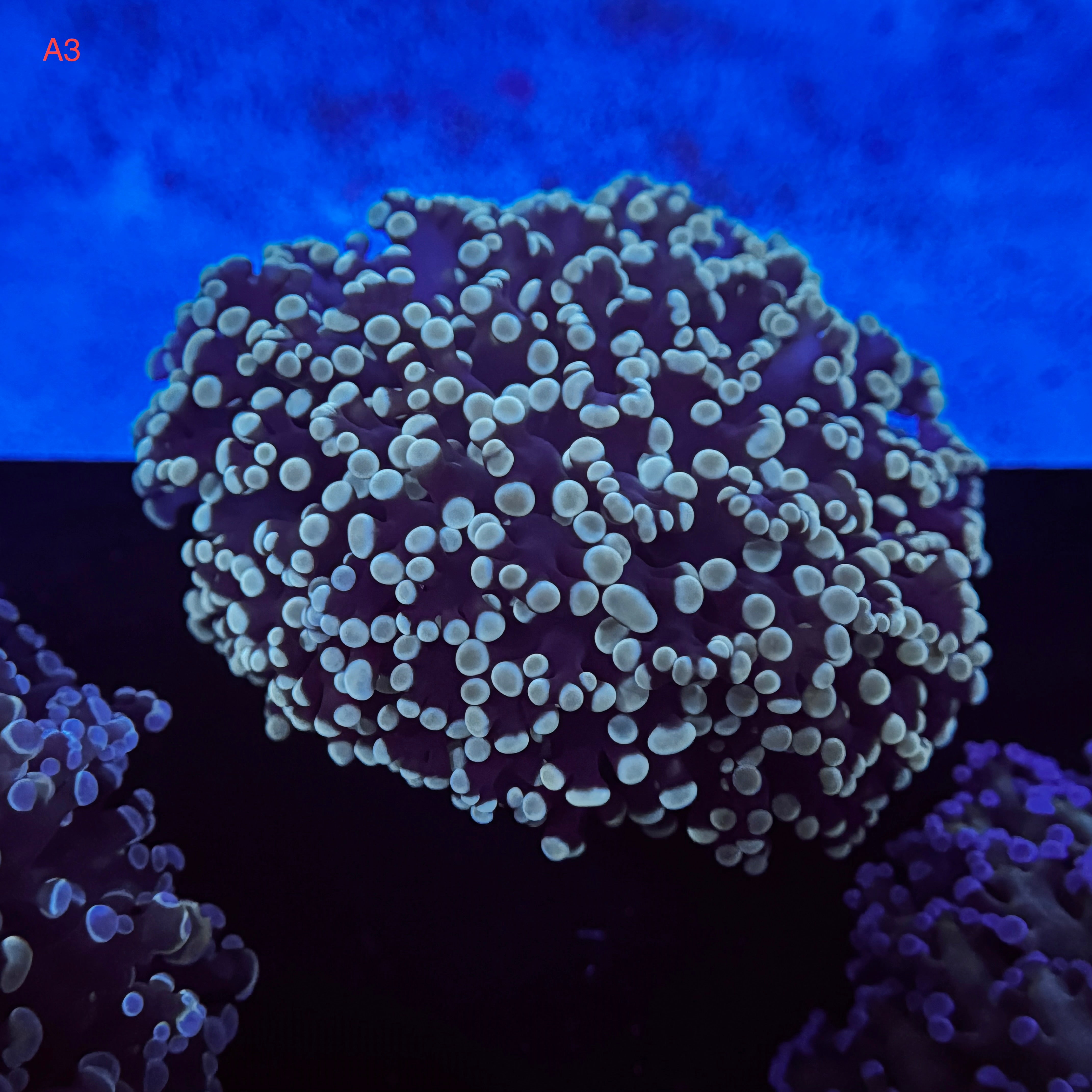 Sapphire Kingspawn