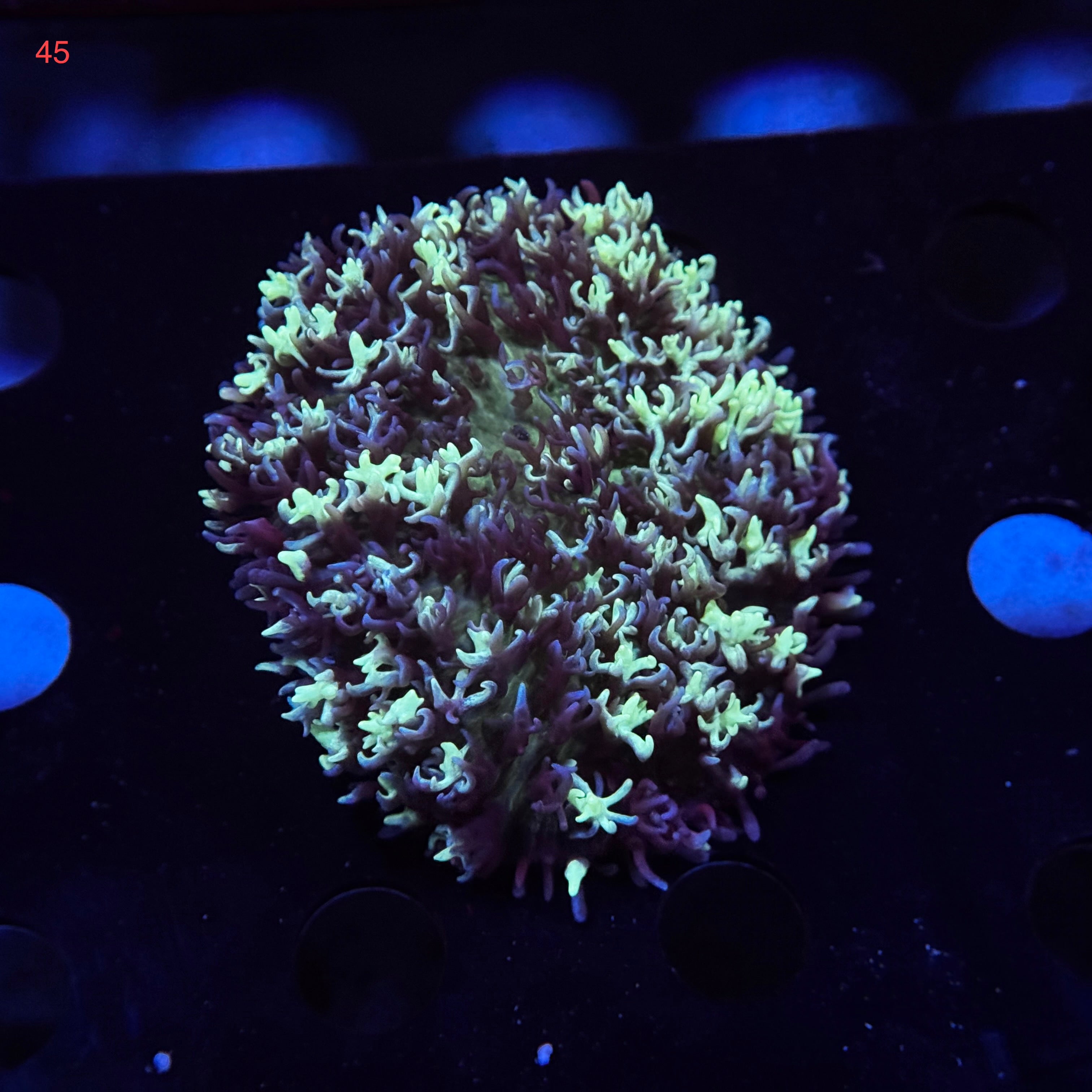 Neon Fluffy Mushroom