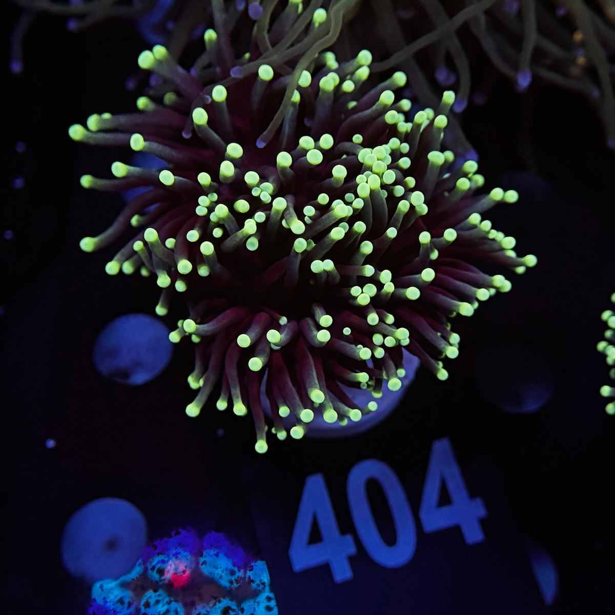 Aussie Highlighter Torch 404