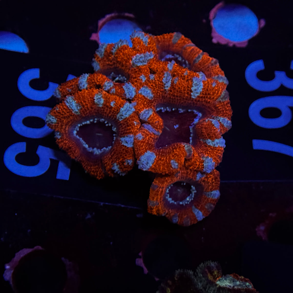 Peppermint Acan Lord Cluster