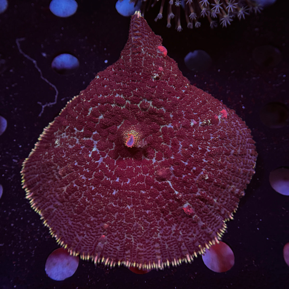 6" Bloodlust Bounce Rhodactus Mushroom