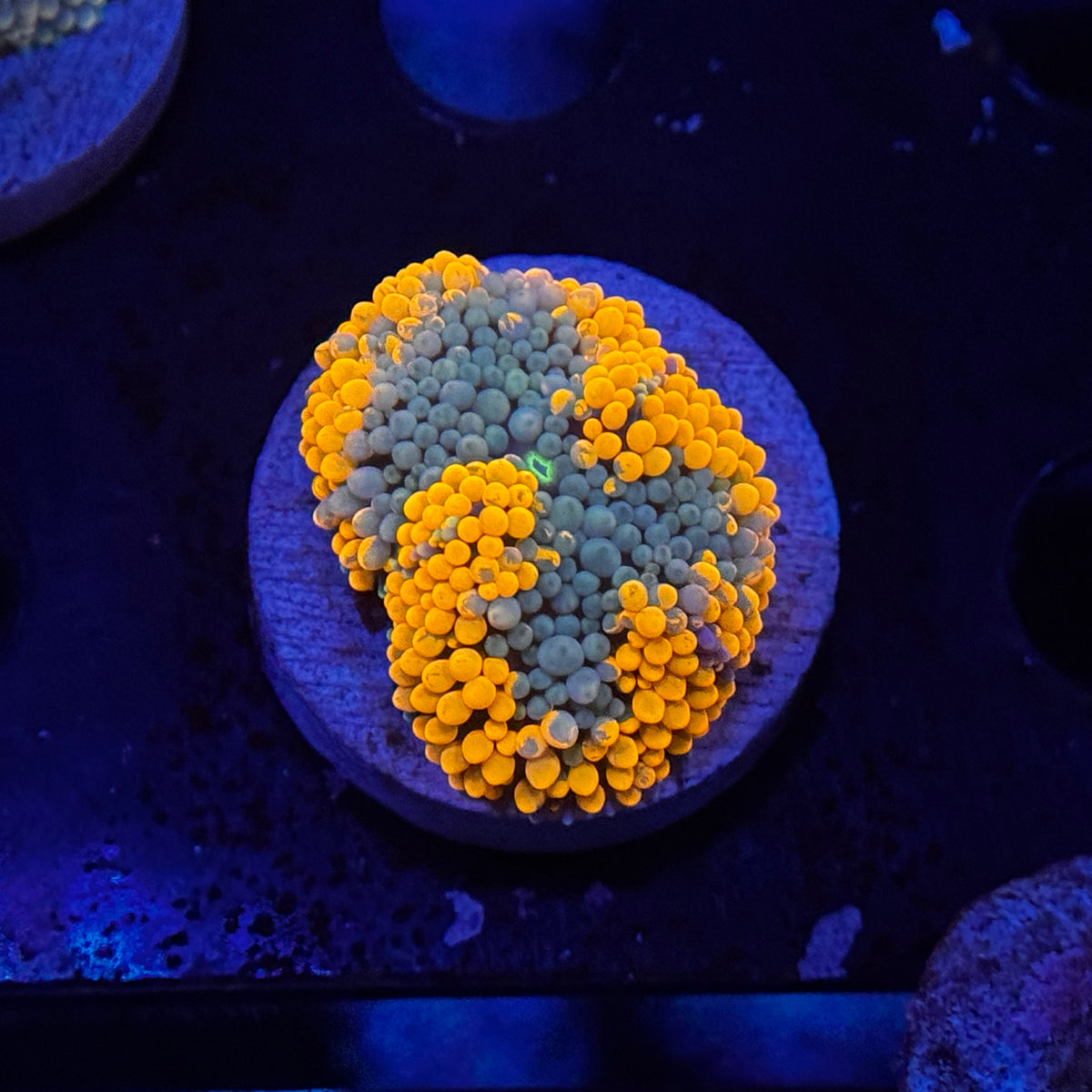 Neon Orange Ricordea Mushroom