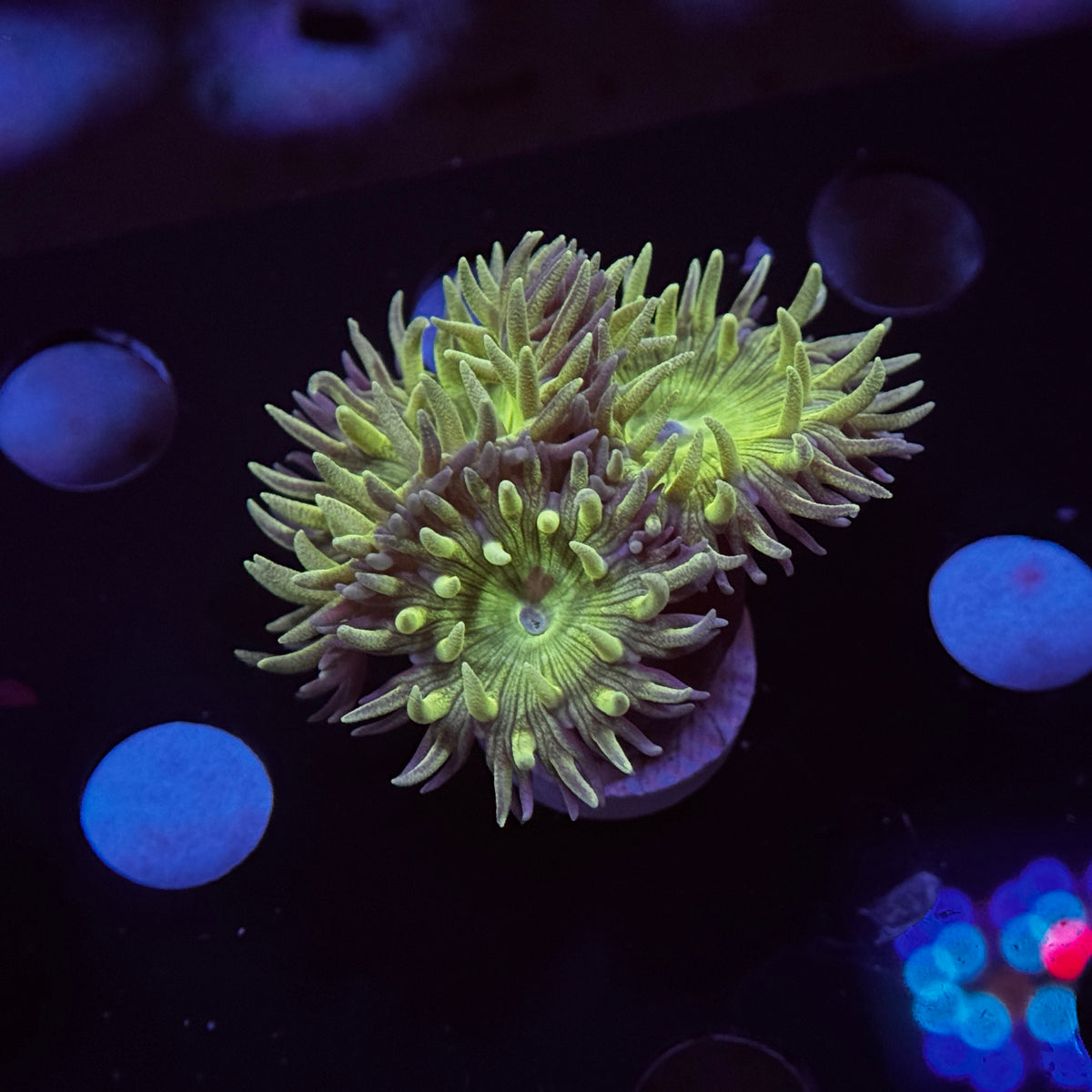 Neon Green Duncan