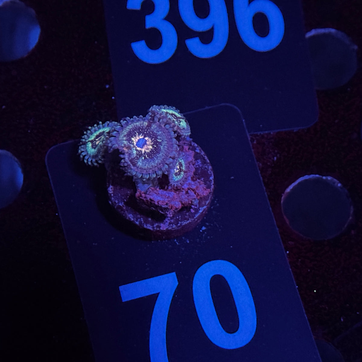 Zoanthids