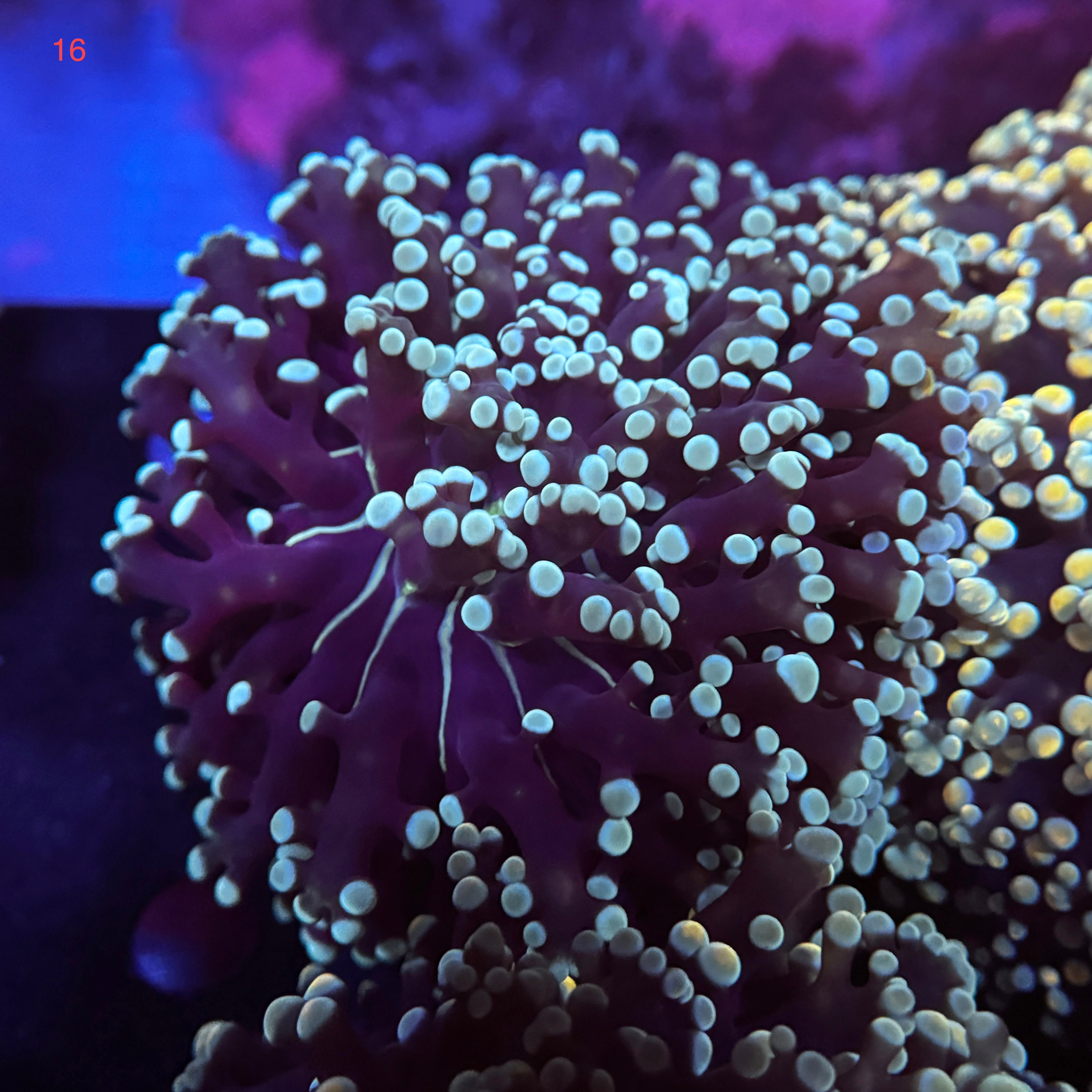 Sapphire Kingspawn