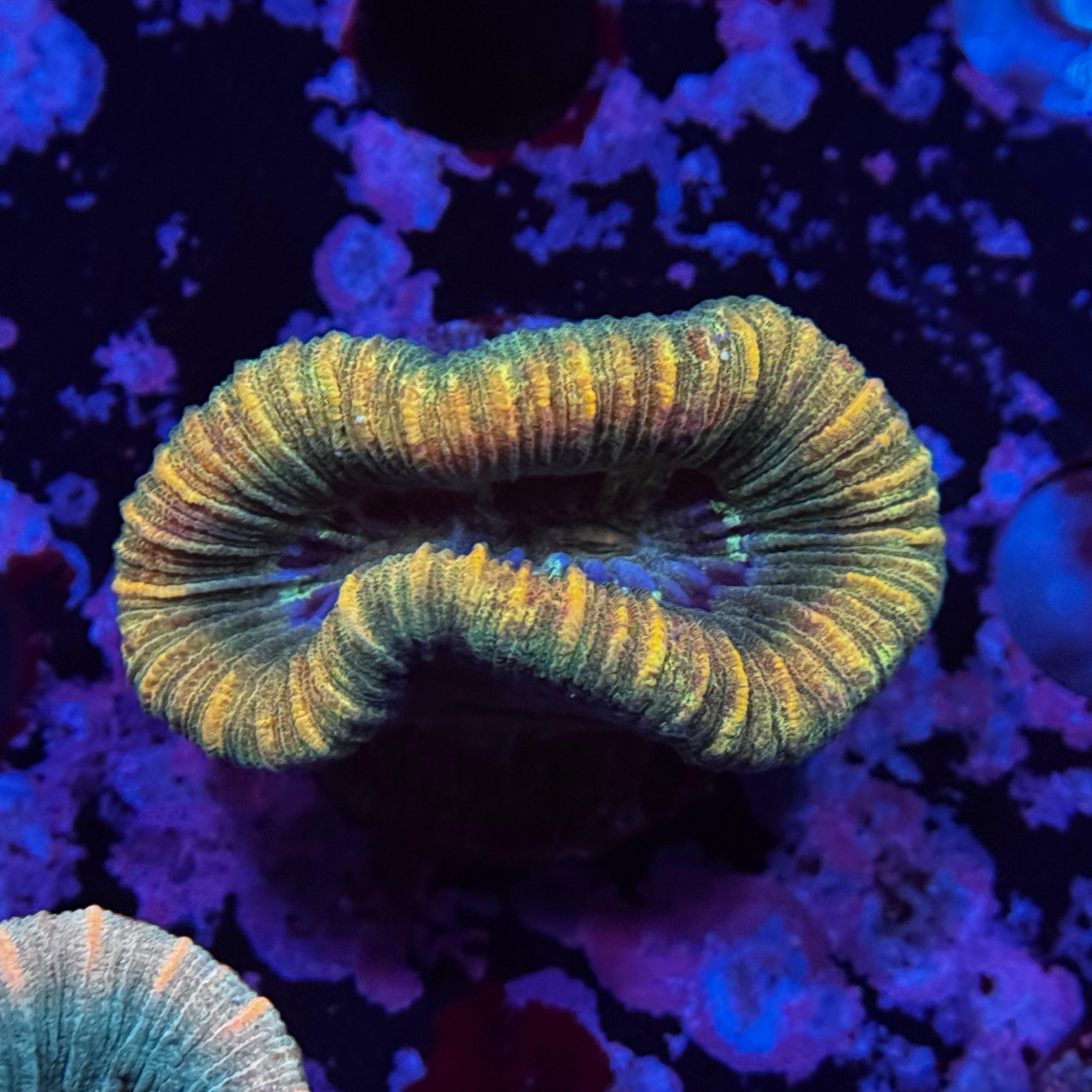 Rainbow Mini Trachy