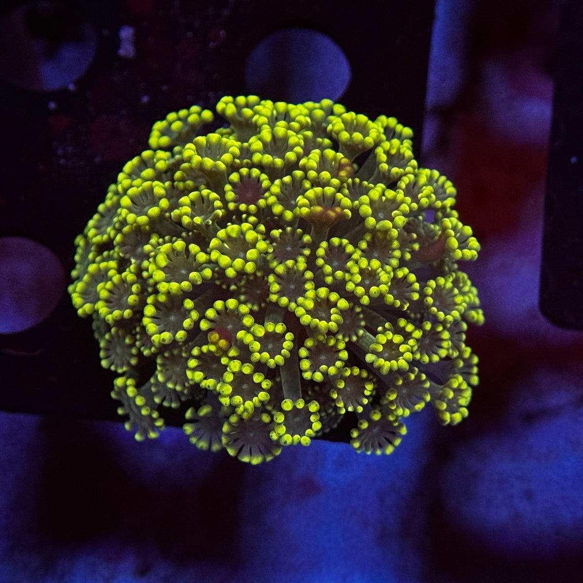 Emerald Green Alveopora