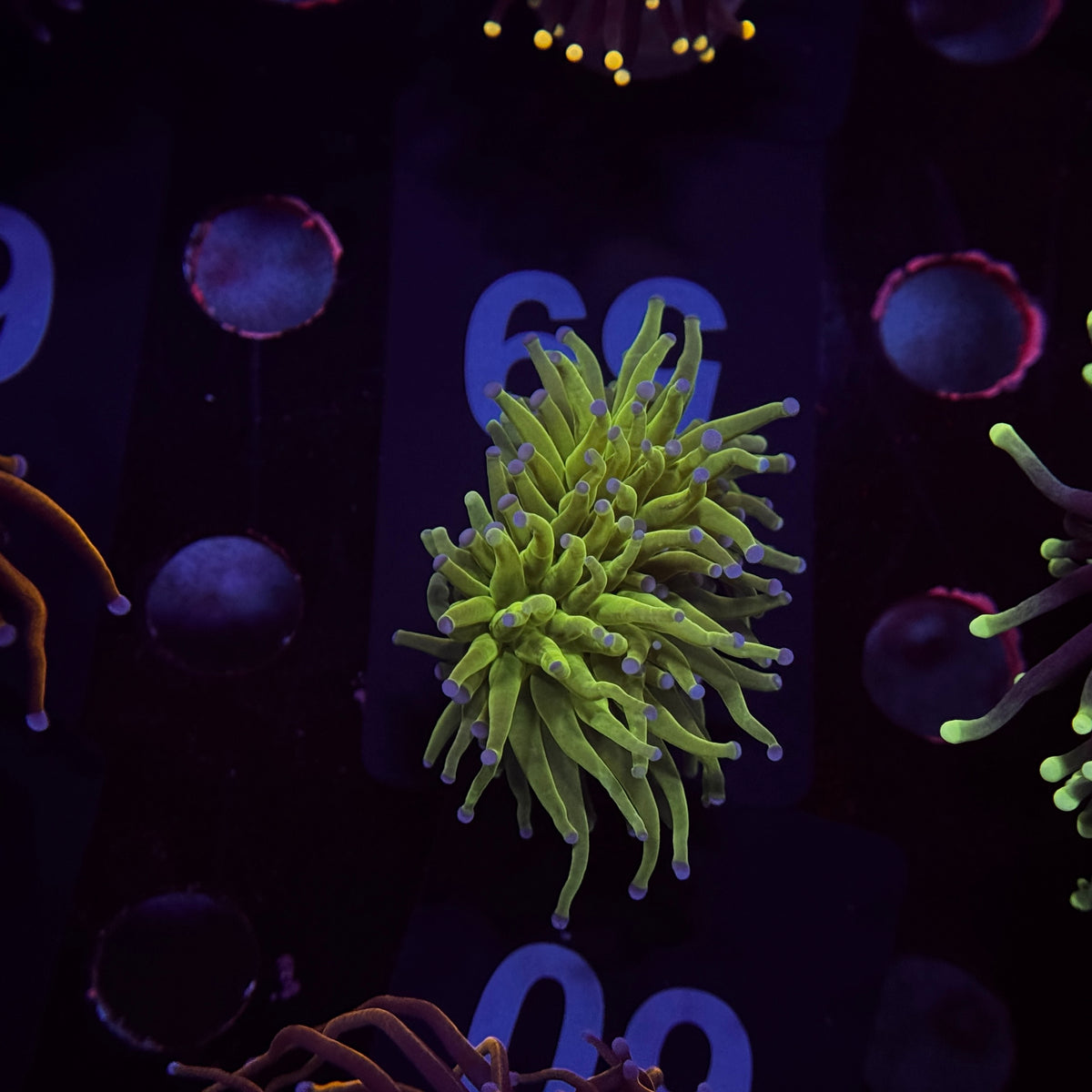 Neon Green Todds Torch