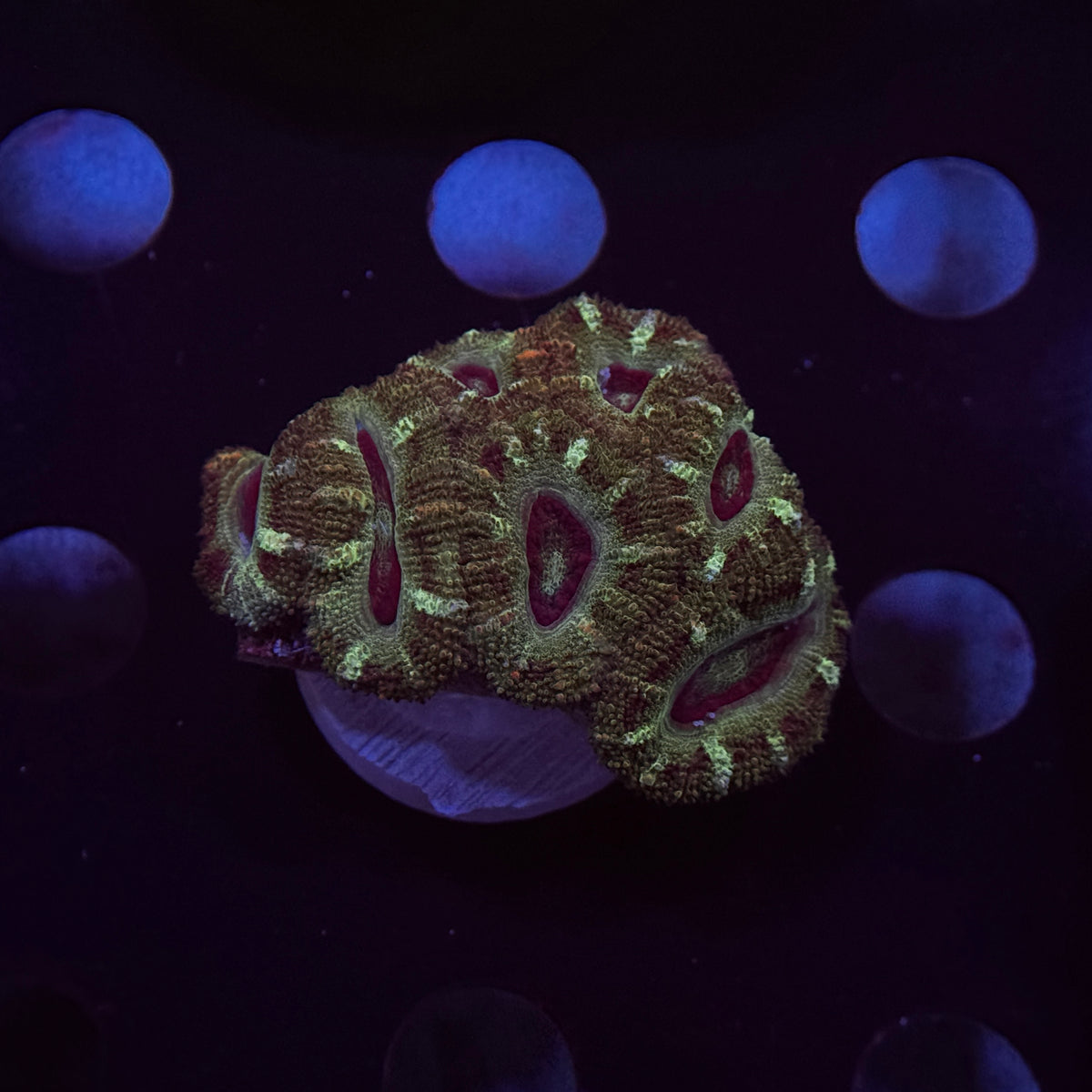 Green Acan Lord
