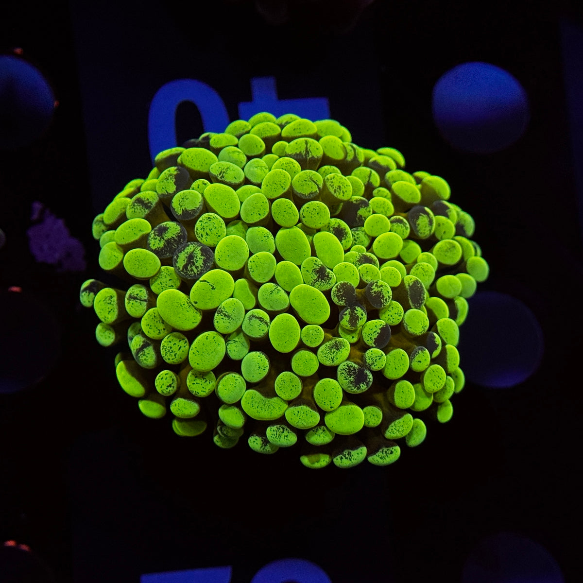 Neon Green Splatter Hammer