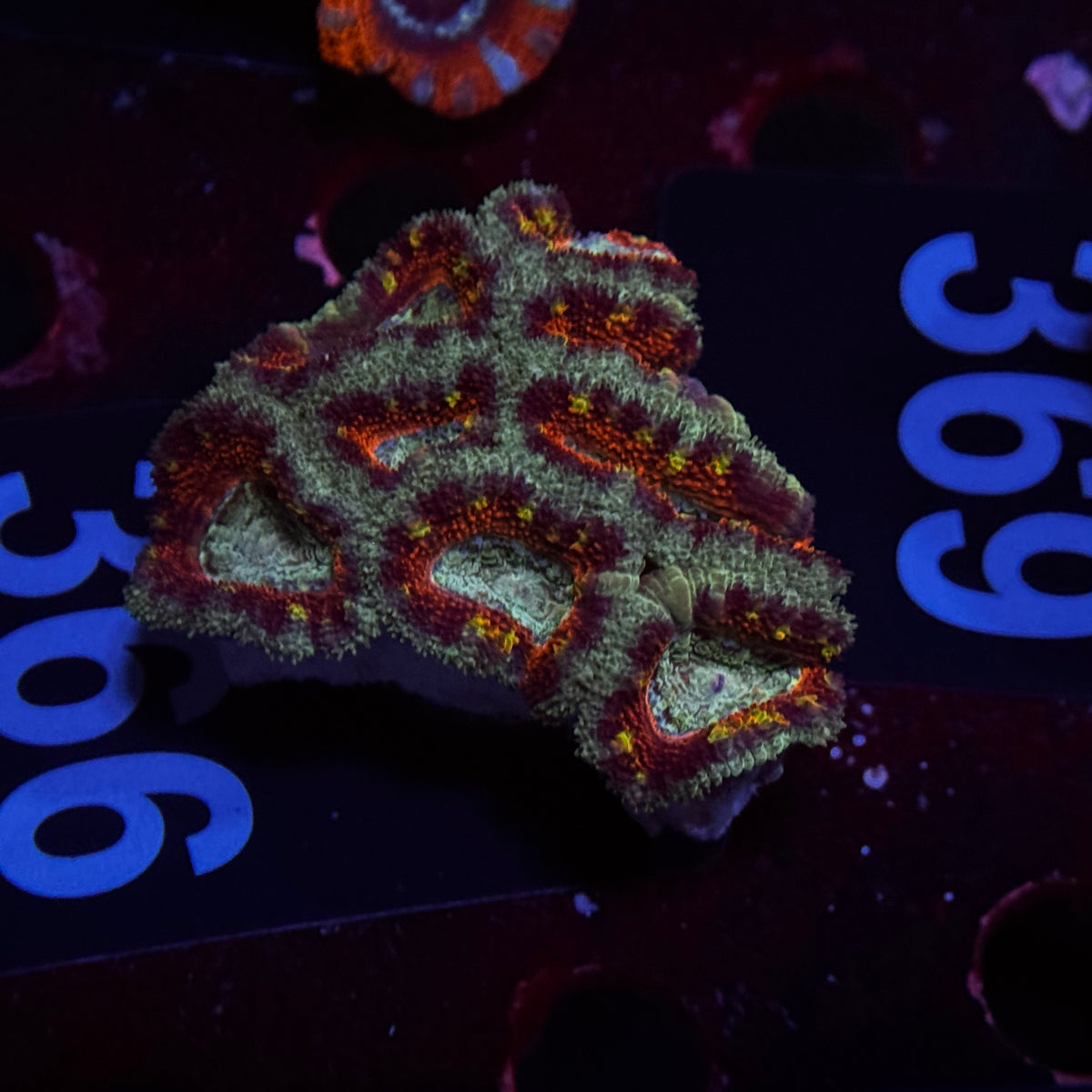 Rainbow Acan Lord Cluster