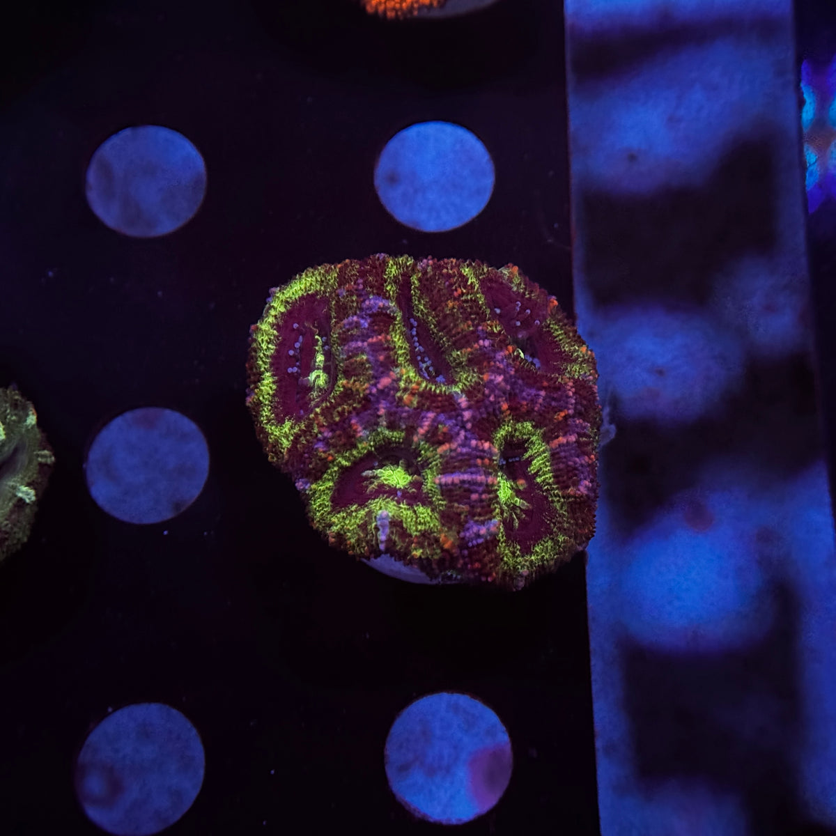 Green Acan Lord