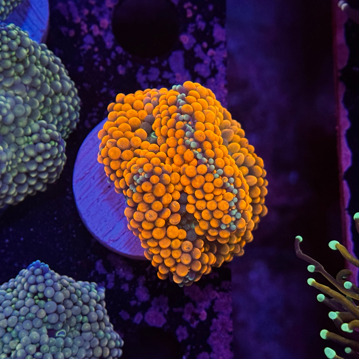 Ultra Orange Ricordea Mushroom