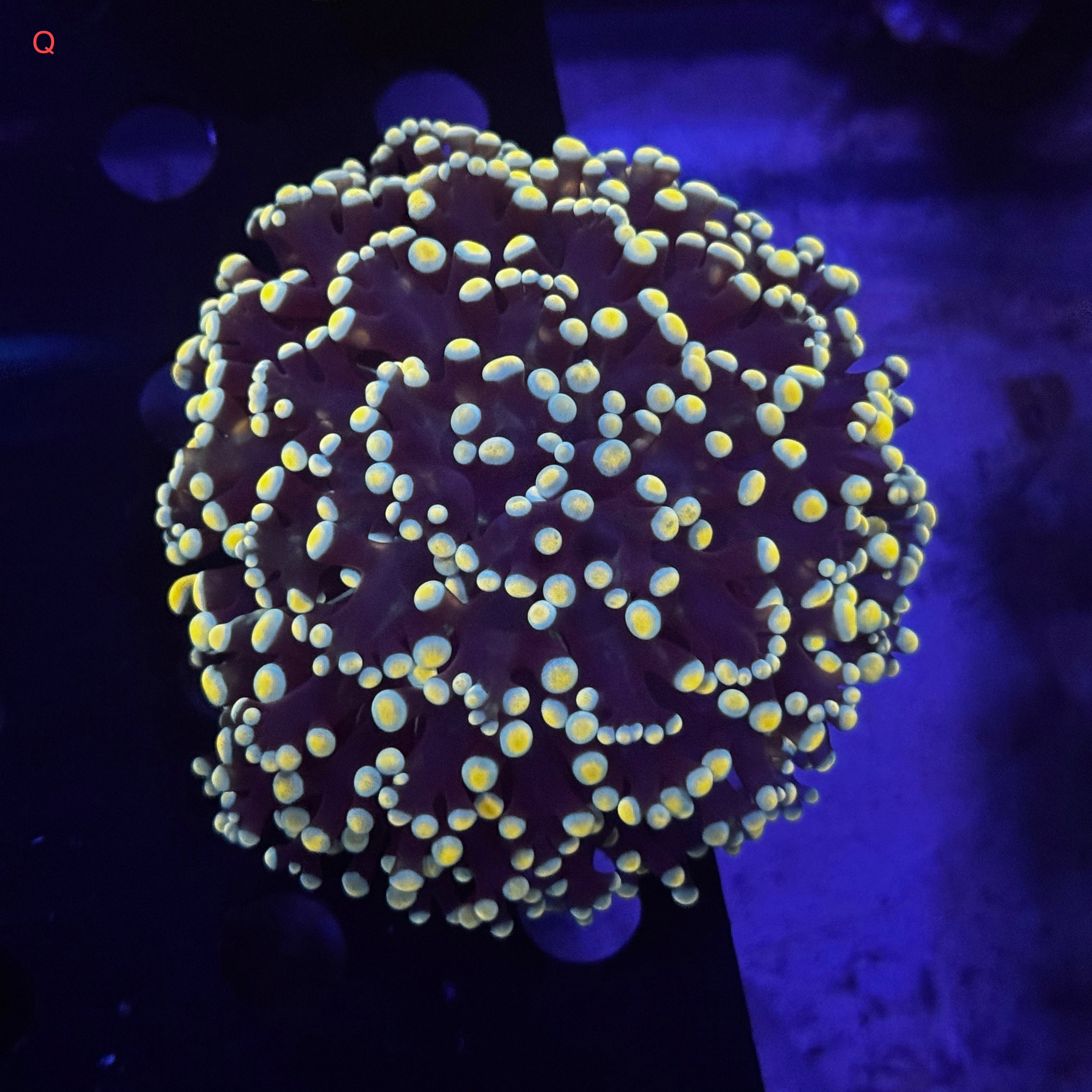 Golden Kingspawn