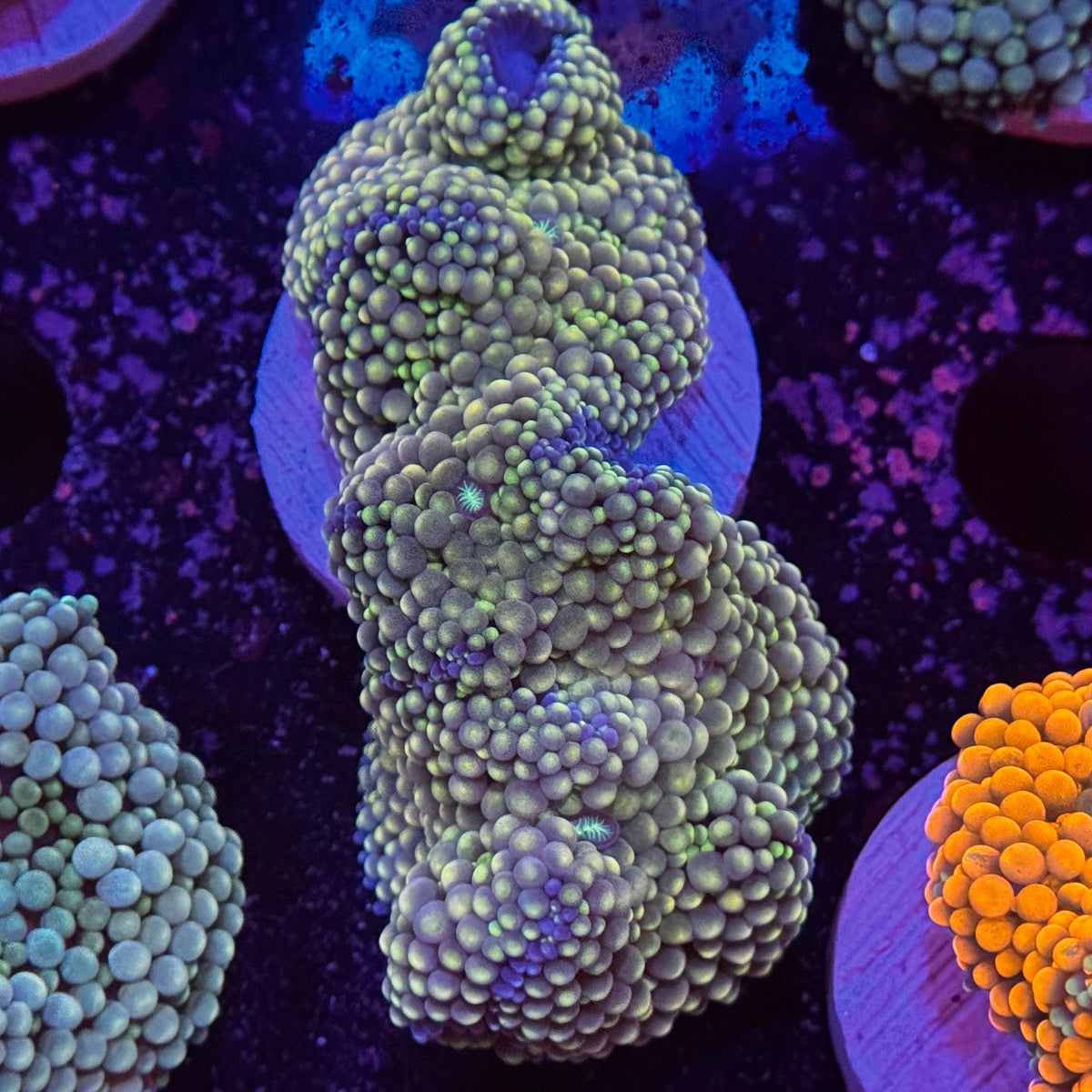 Rainbow Ricordea Mushroom
