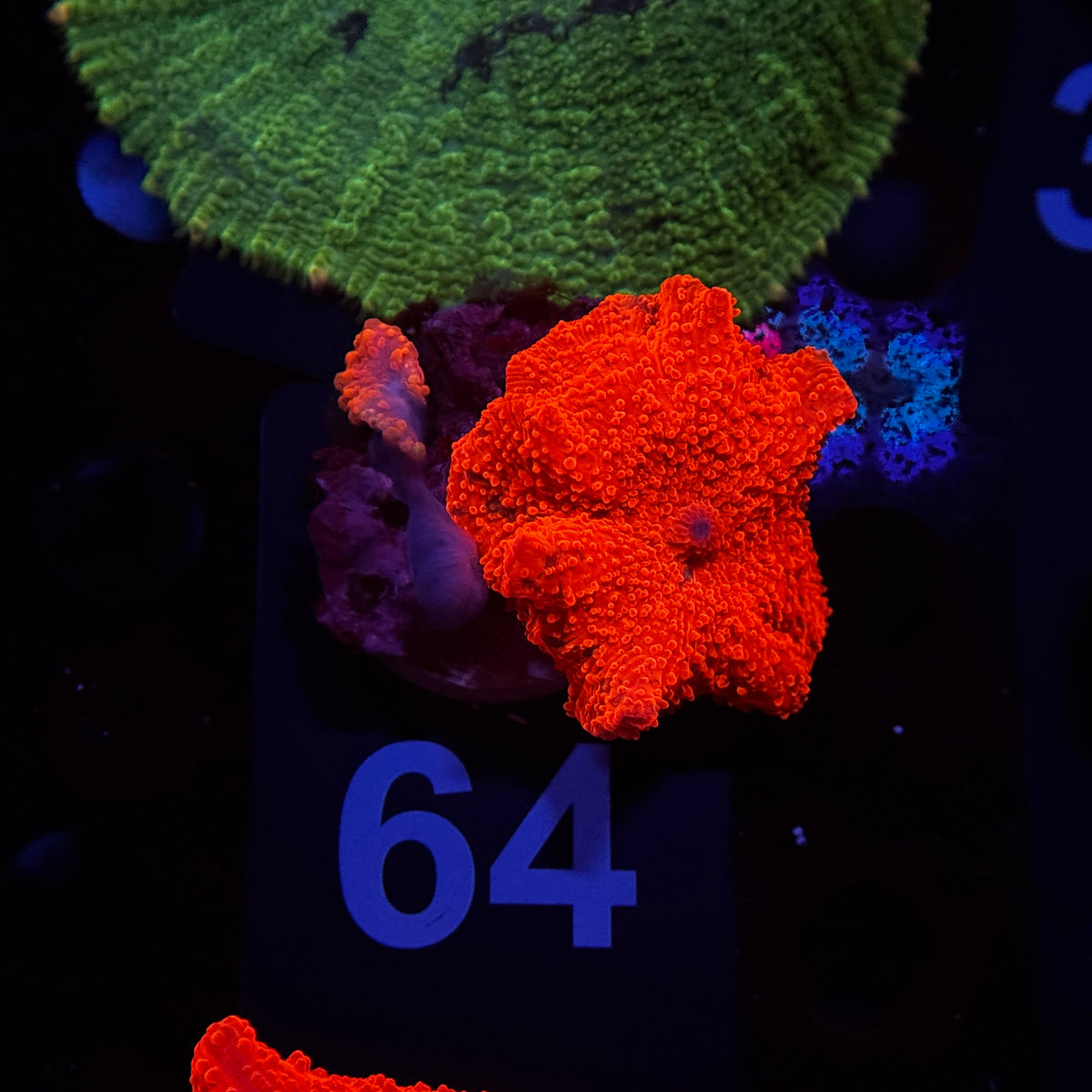 Neon Orange Rippled Discosoma Mushroom