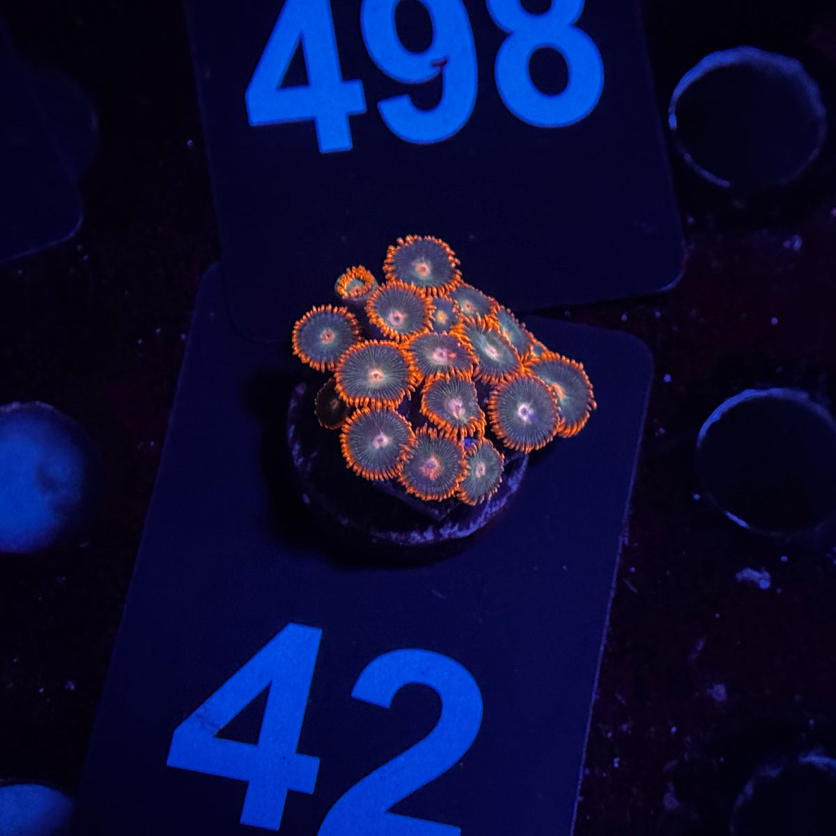 Zoanthids