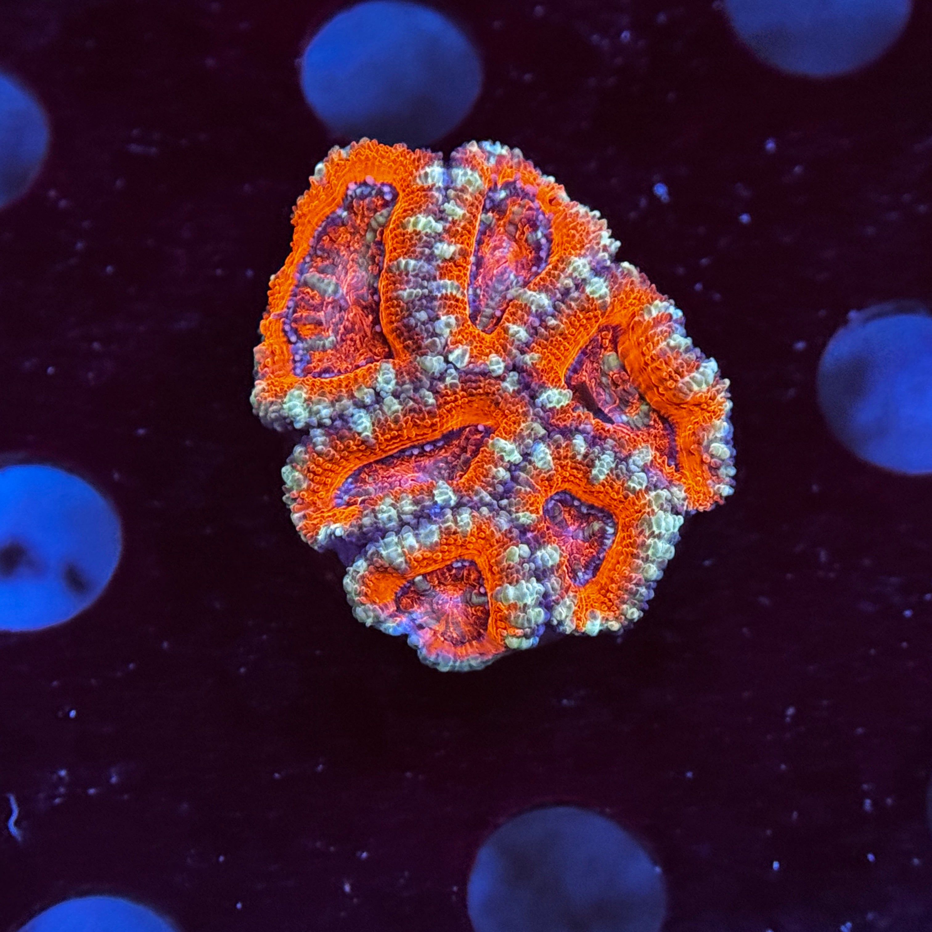 Red Acan Lord