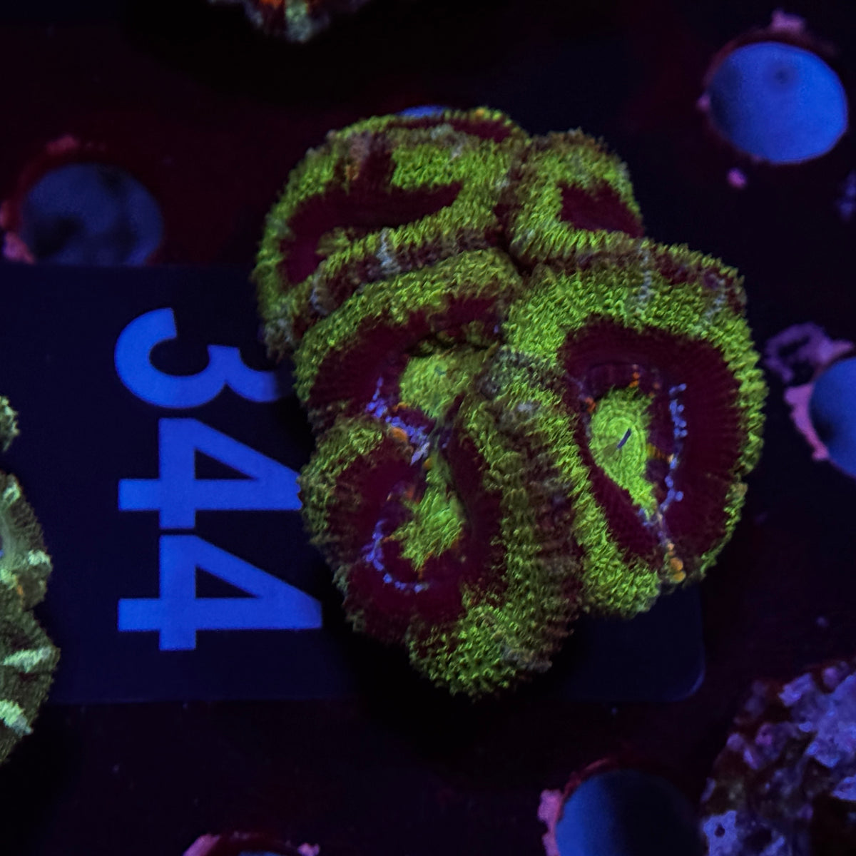 Green Machine Acan Lord Cluster