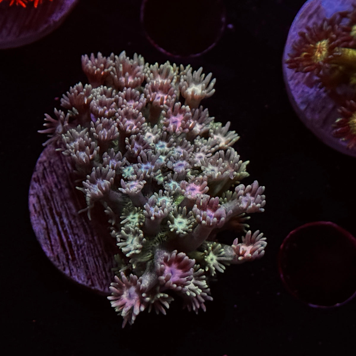 Rainbow Goniopora