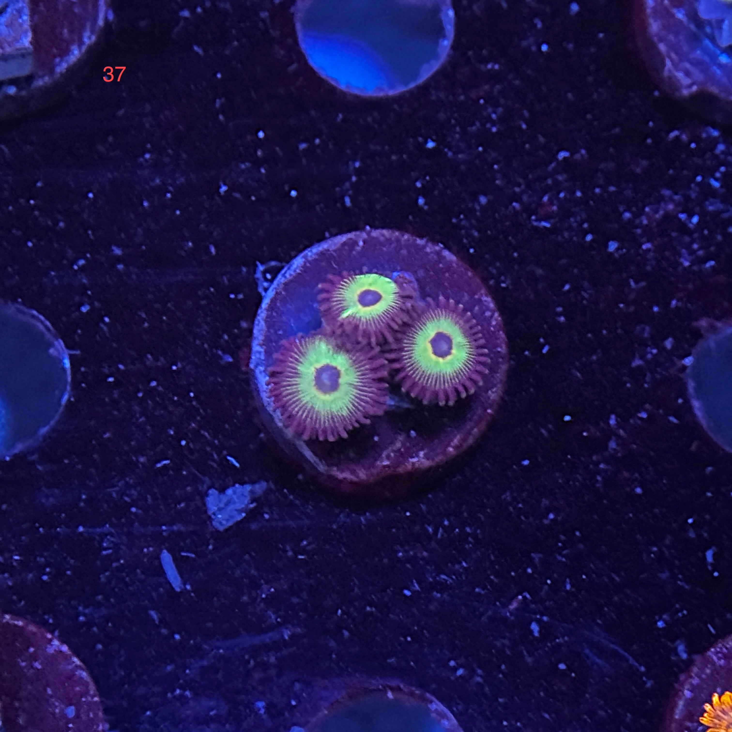 Zoanthids