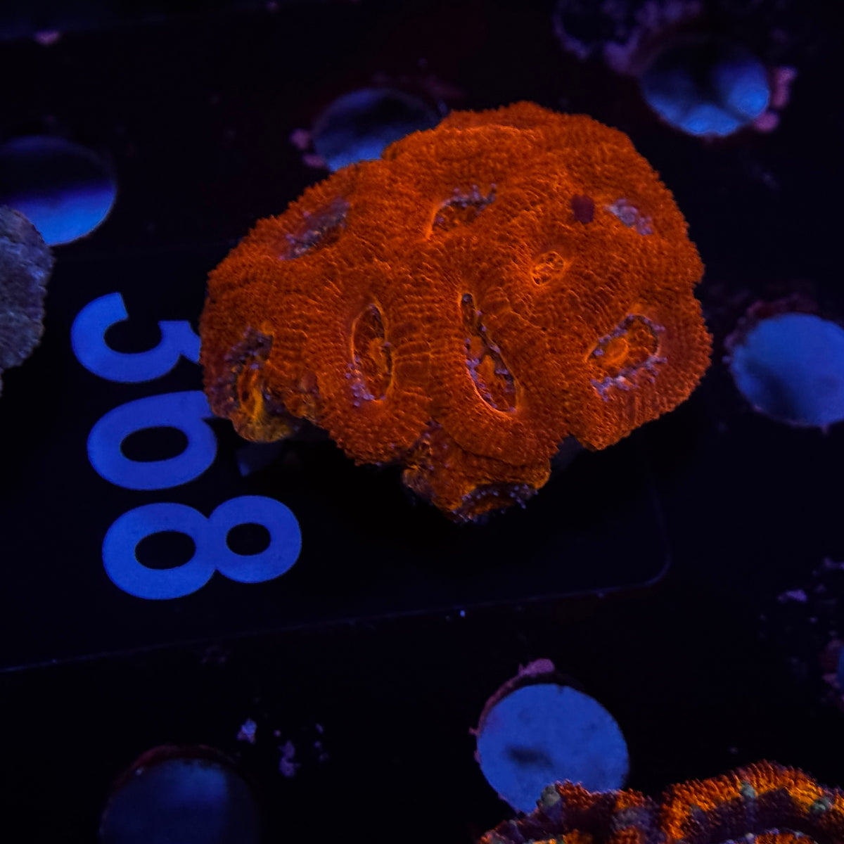 Blood Red Acan Lord Cluster