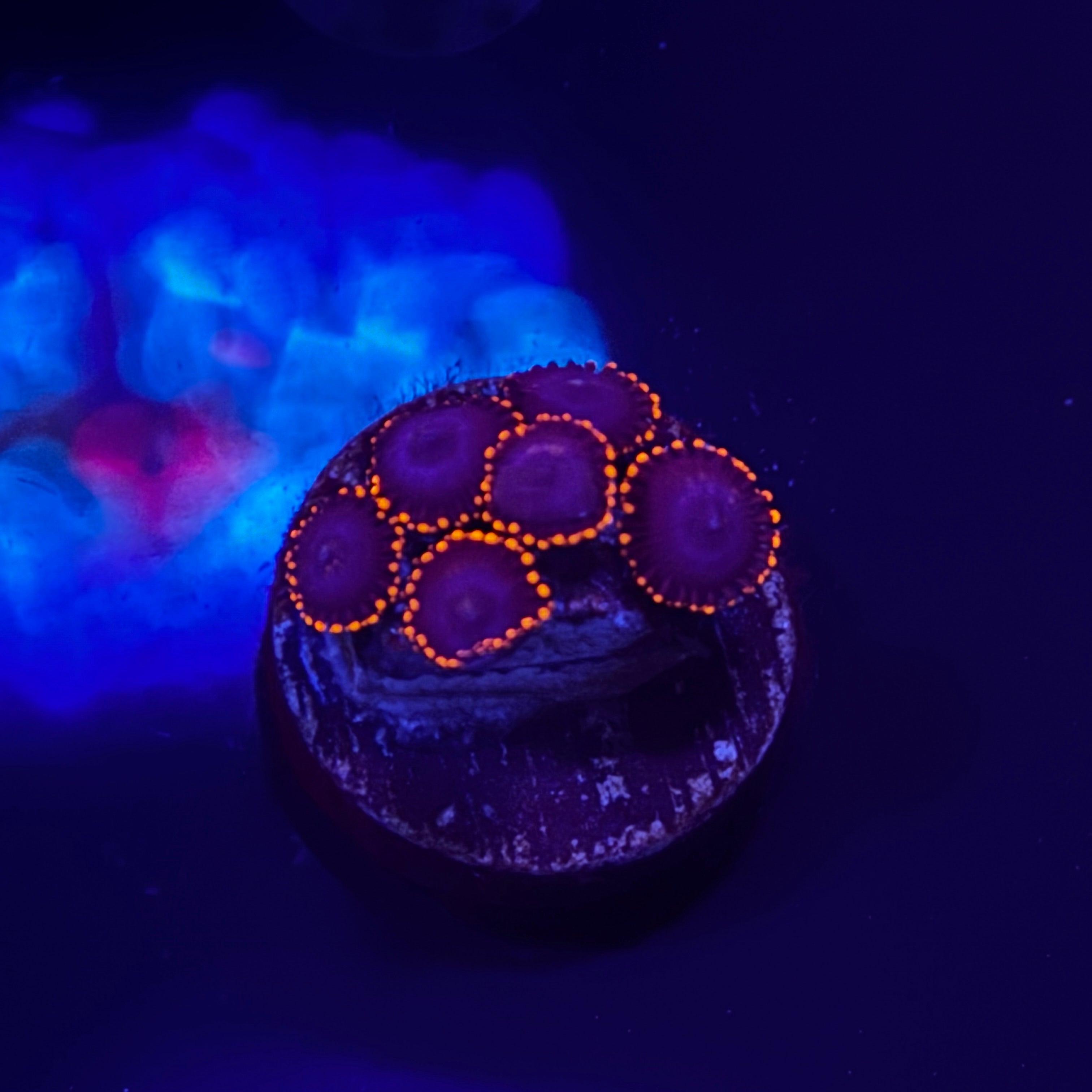 Twizzler Zoanthids