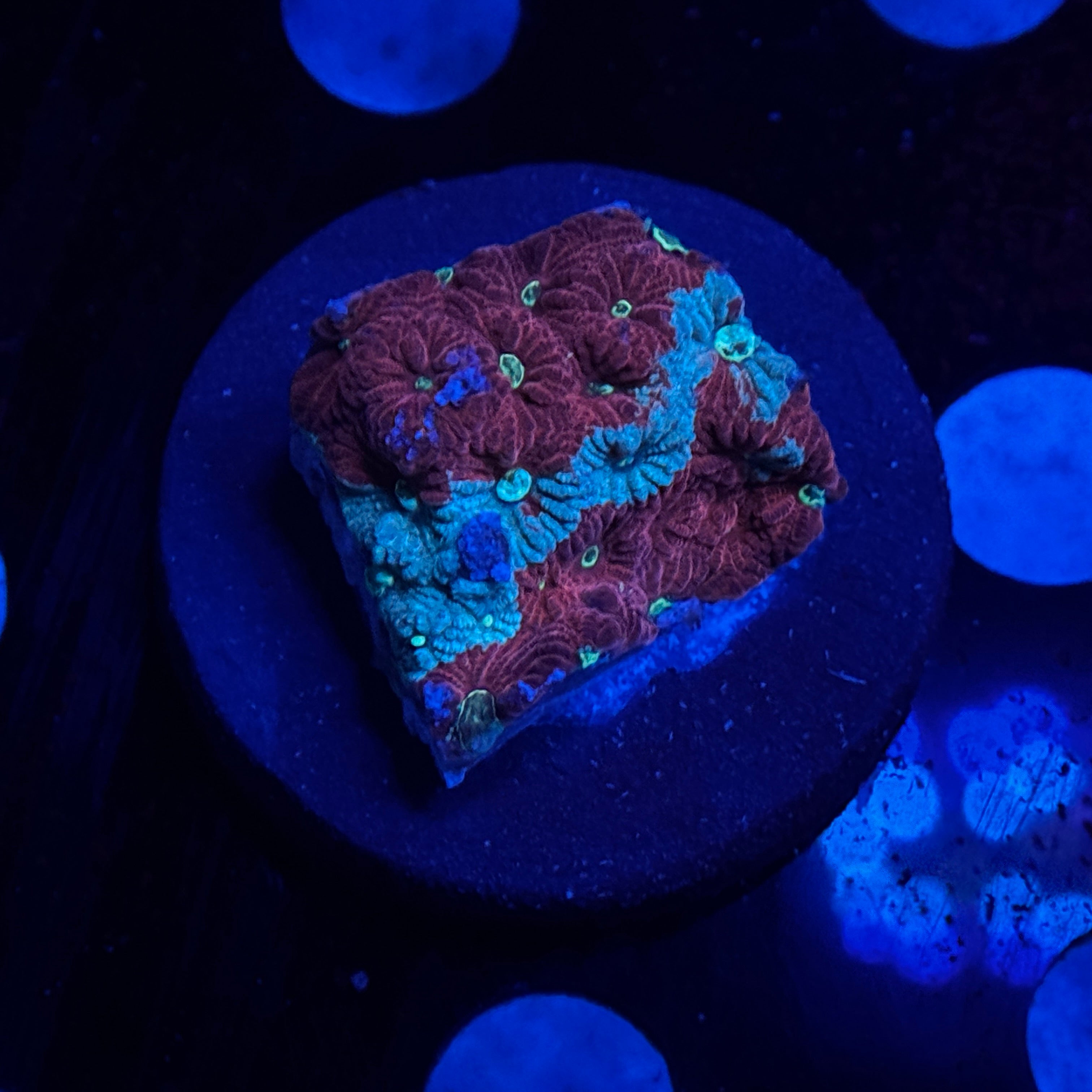 Mixed War Coral favites