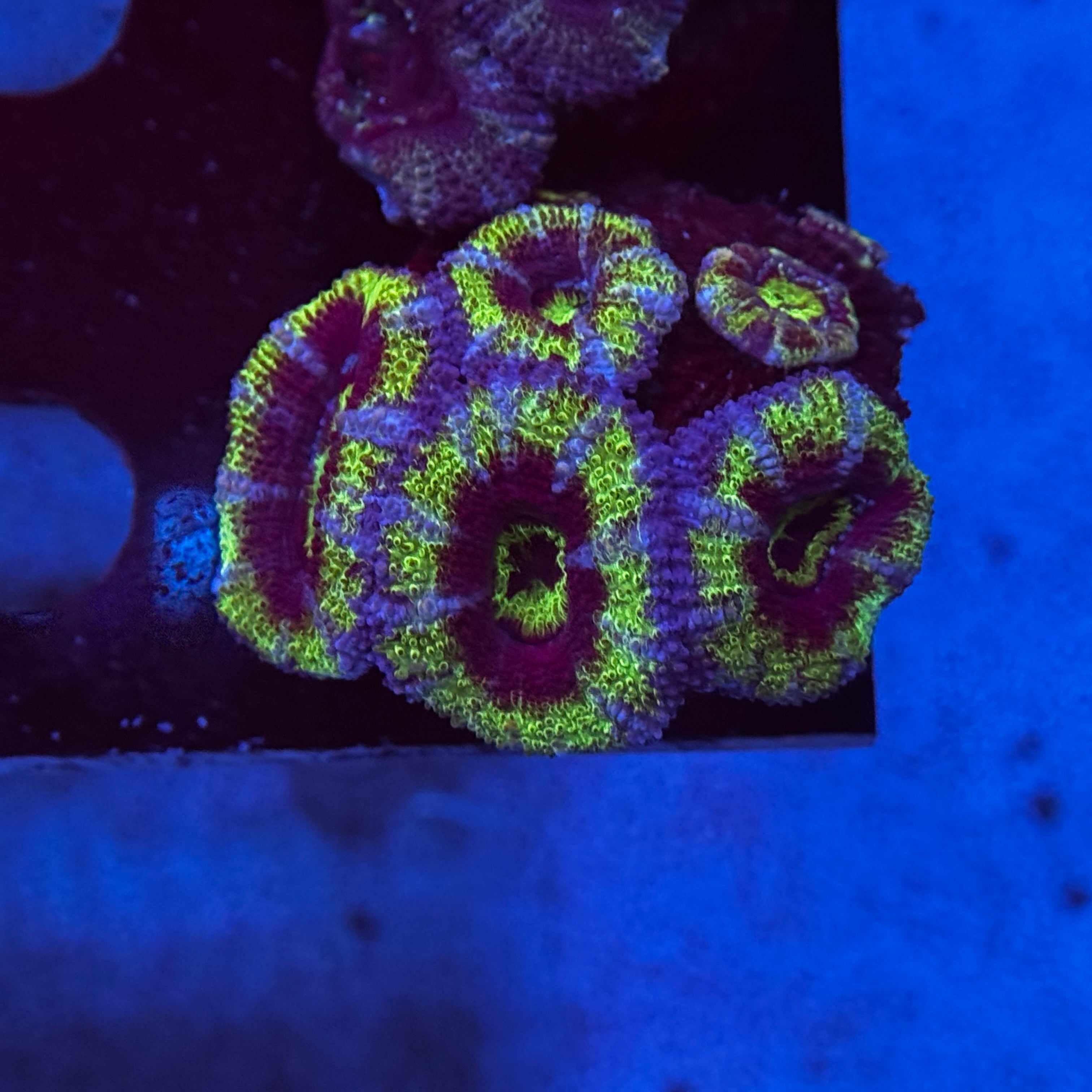 Green Acan Lord