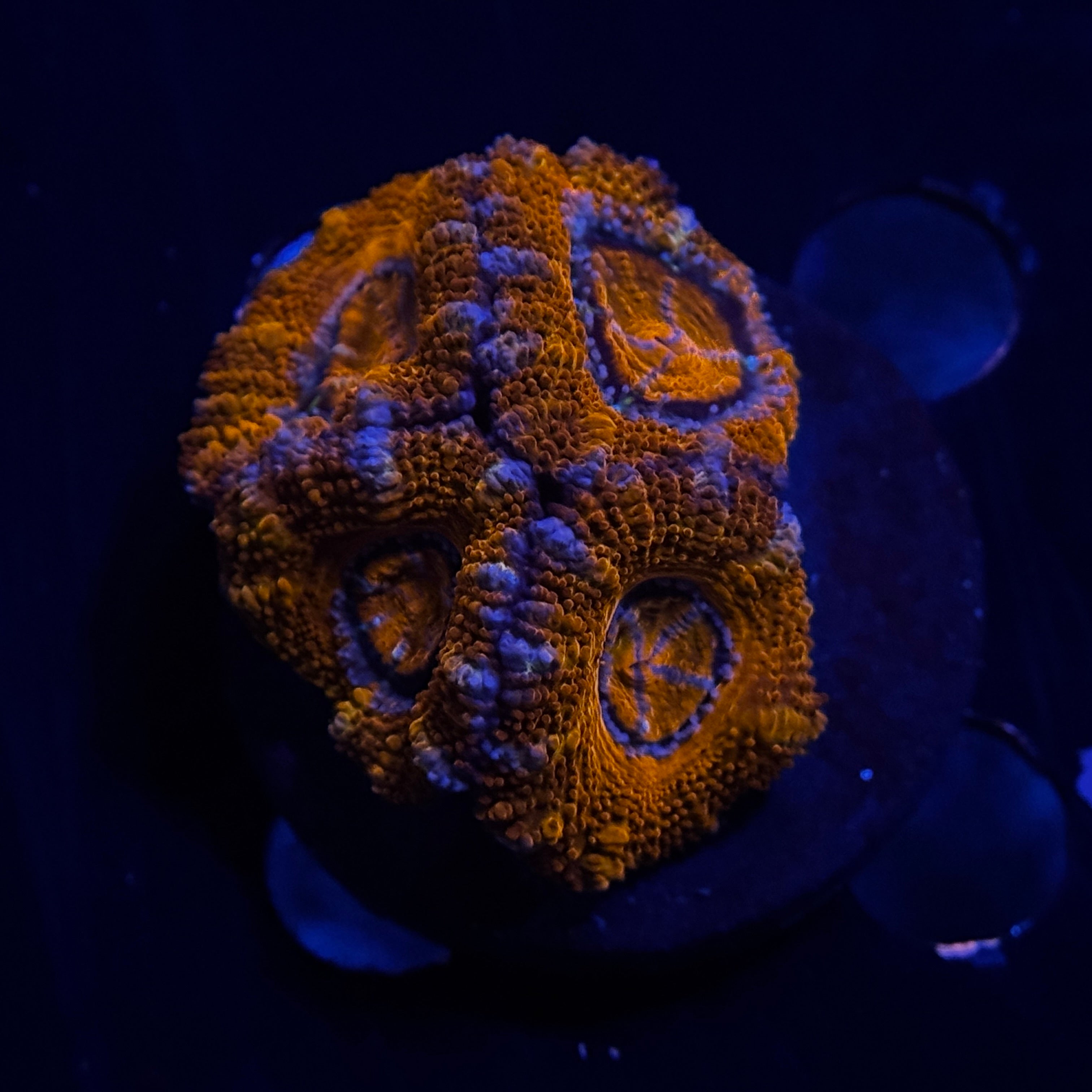 Red Acan Lord