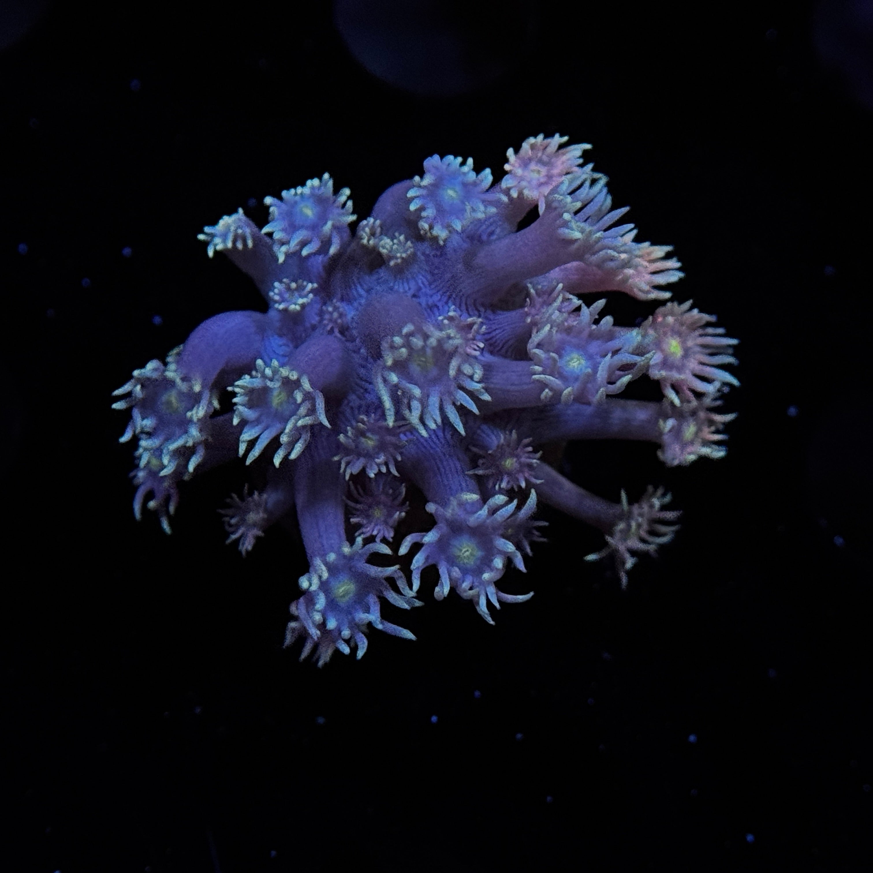 Cloak & Dagger Goniopora