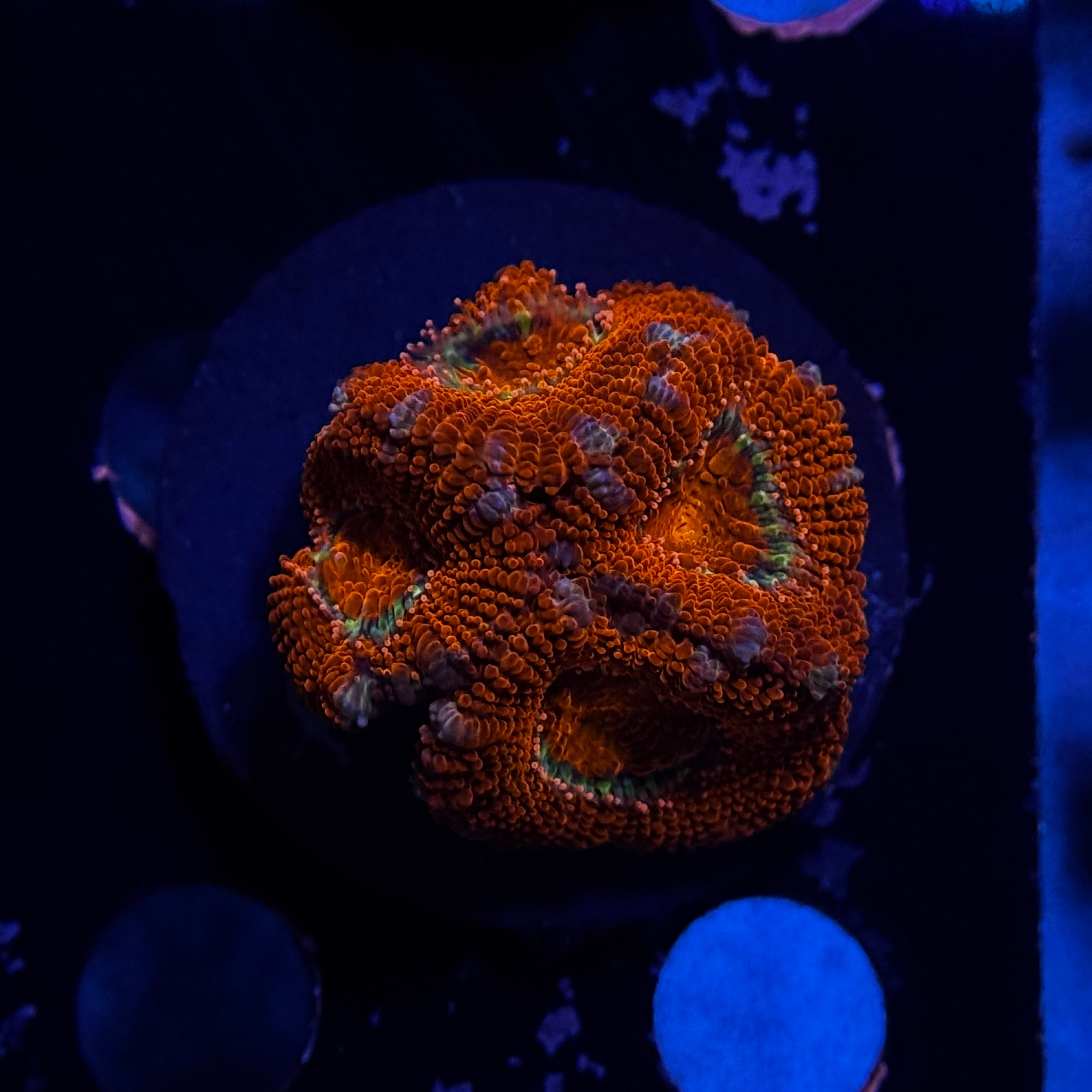 Red Acan Lord