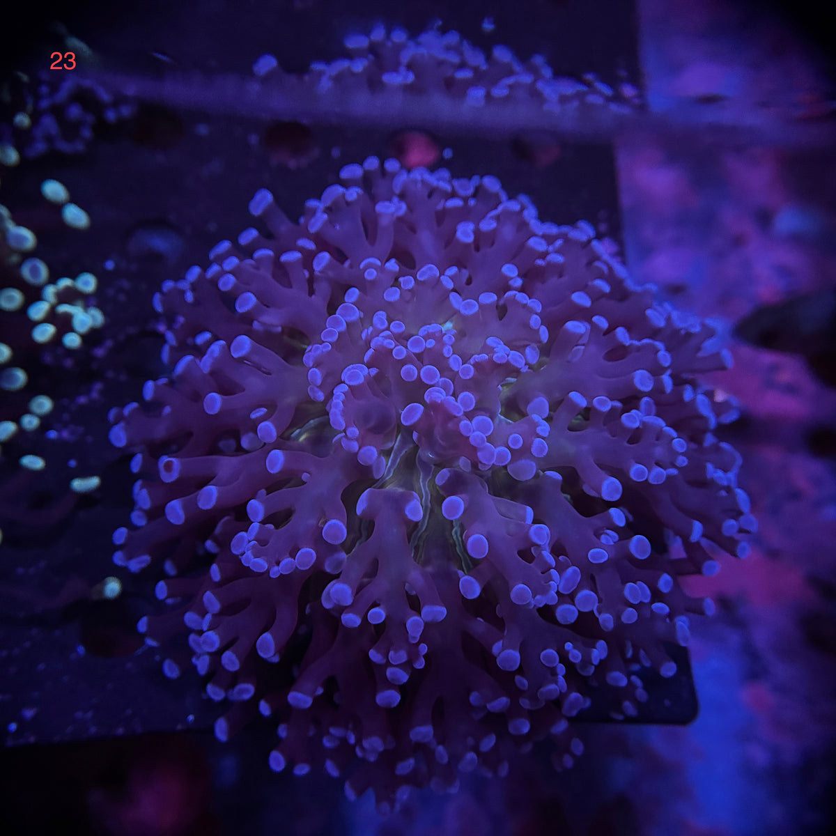 Australian Kingspawn <br> (Show Piece) 👑