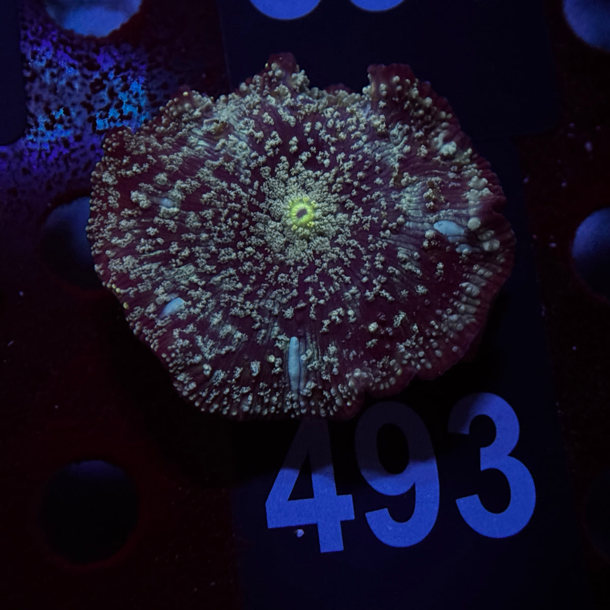Cosmic Stardust Discosoma Mushroom