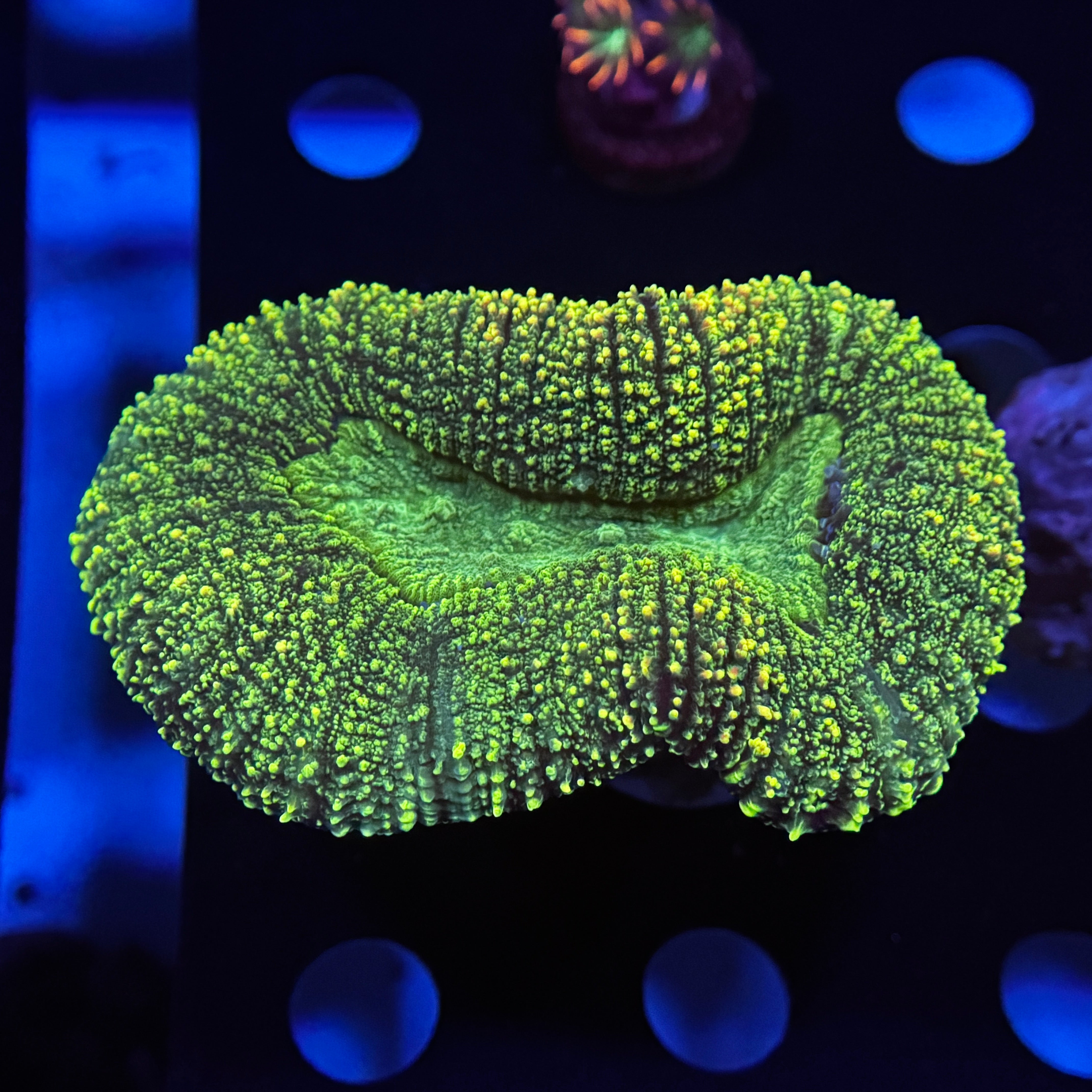 Neon Green Aussie Lobophyllia