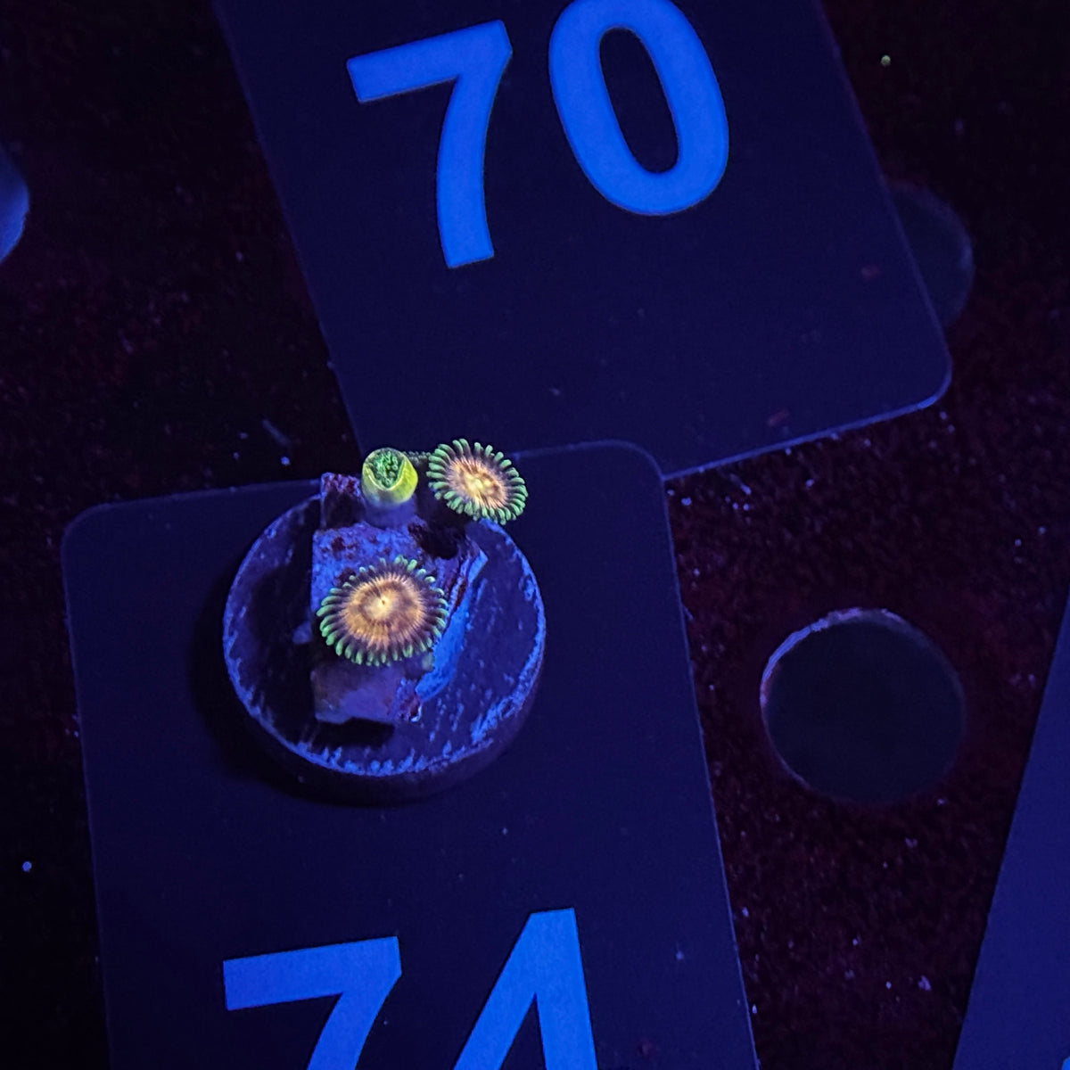 Zoanthids