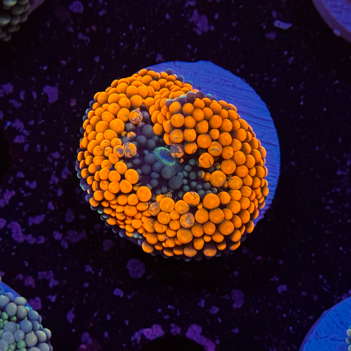 Orange Ricordea Mushroom