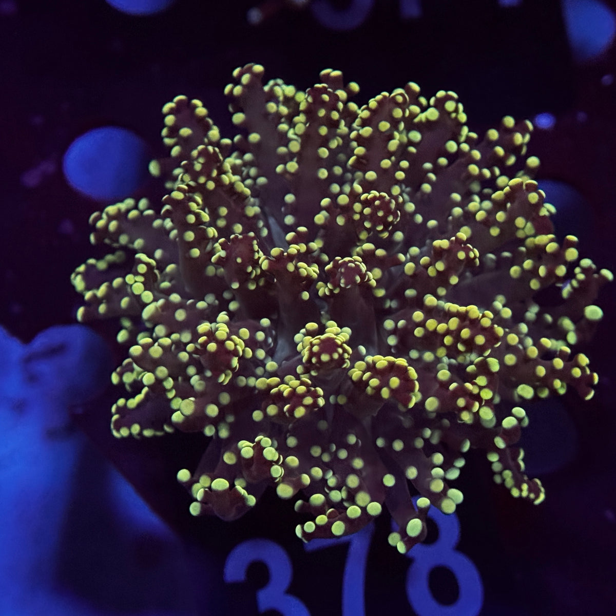 Neon Green Yaeyamaensis