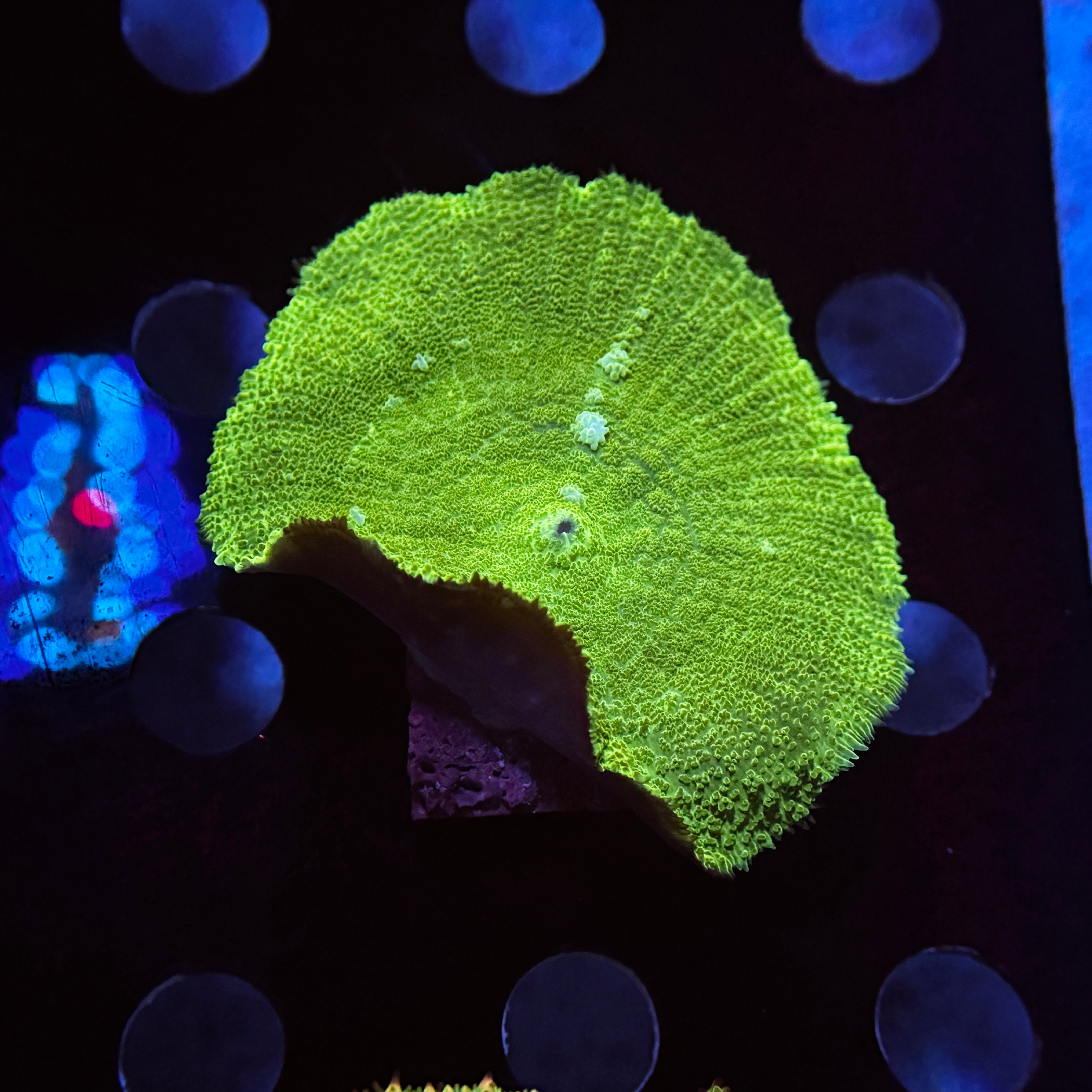 White Pearl Neon Rhodactus