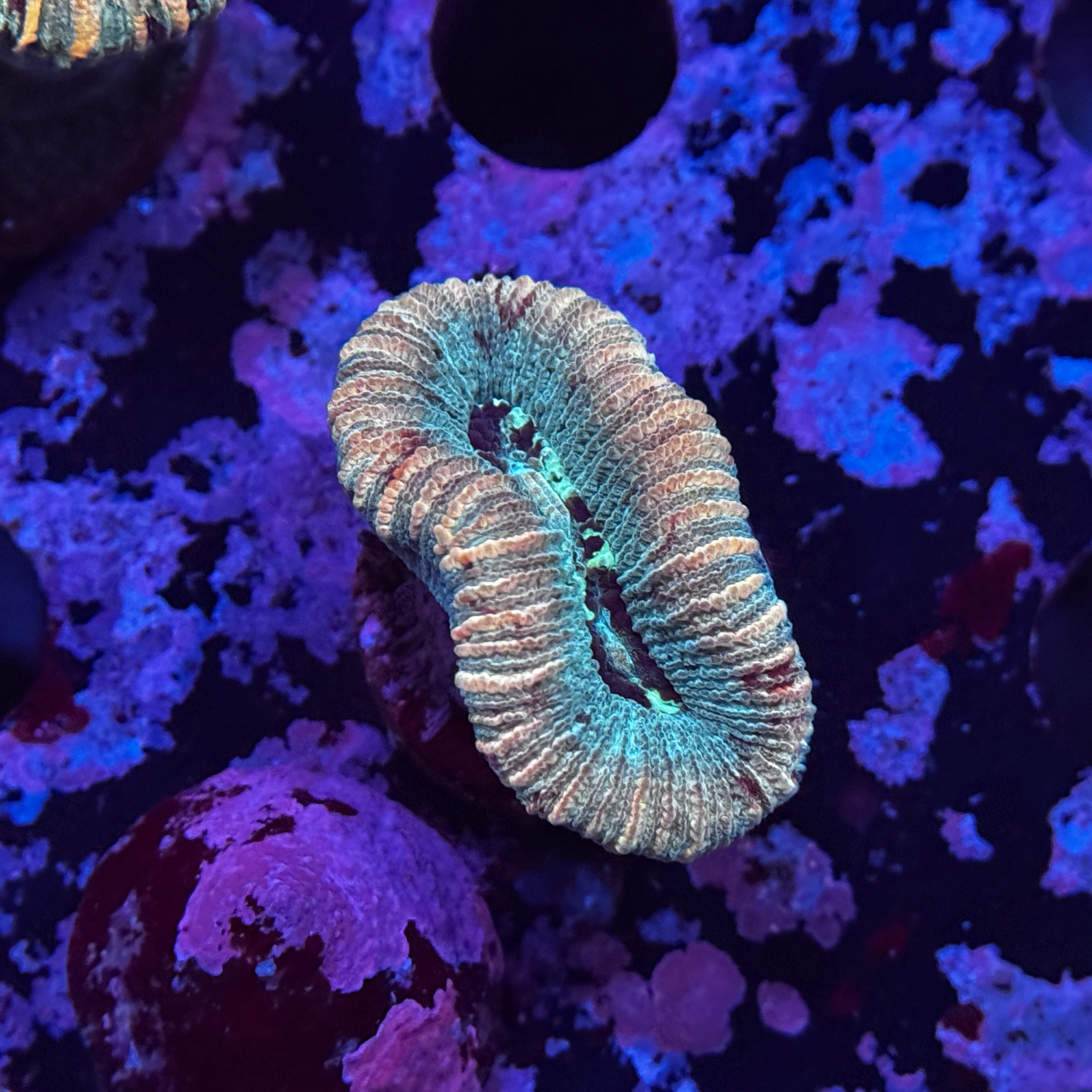 Rainbow Mini Trachy