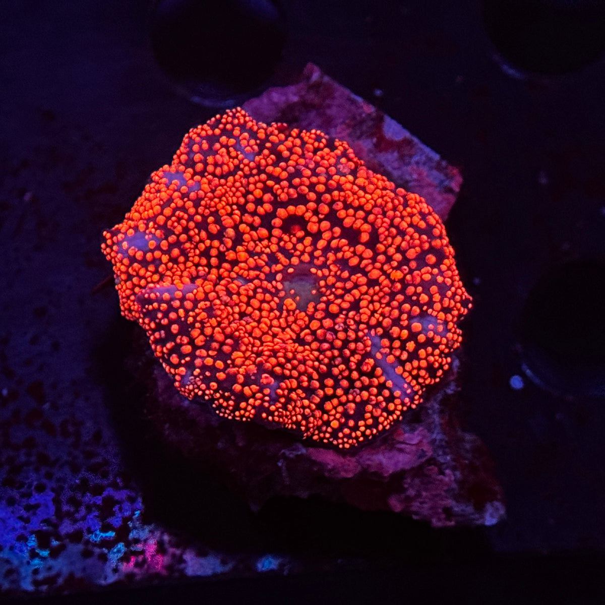 Ultra Pink Interstellar Mushroom
