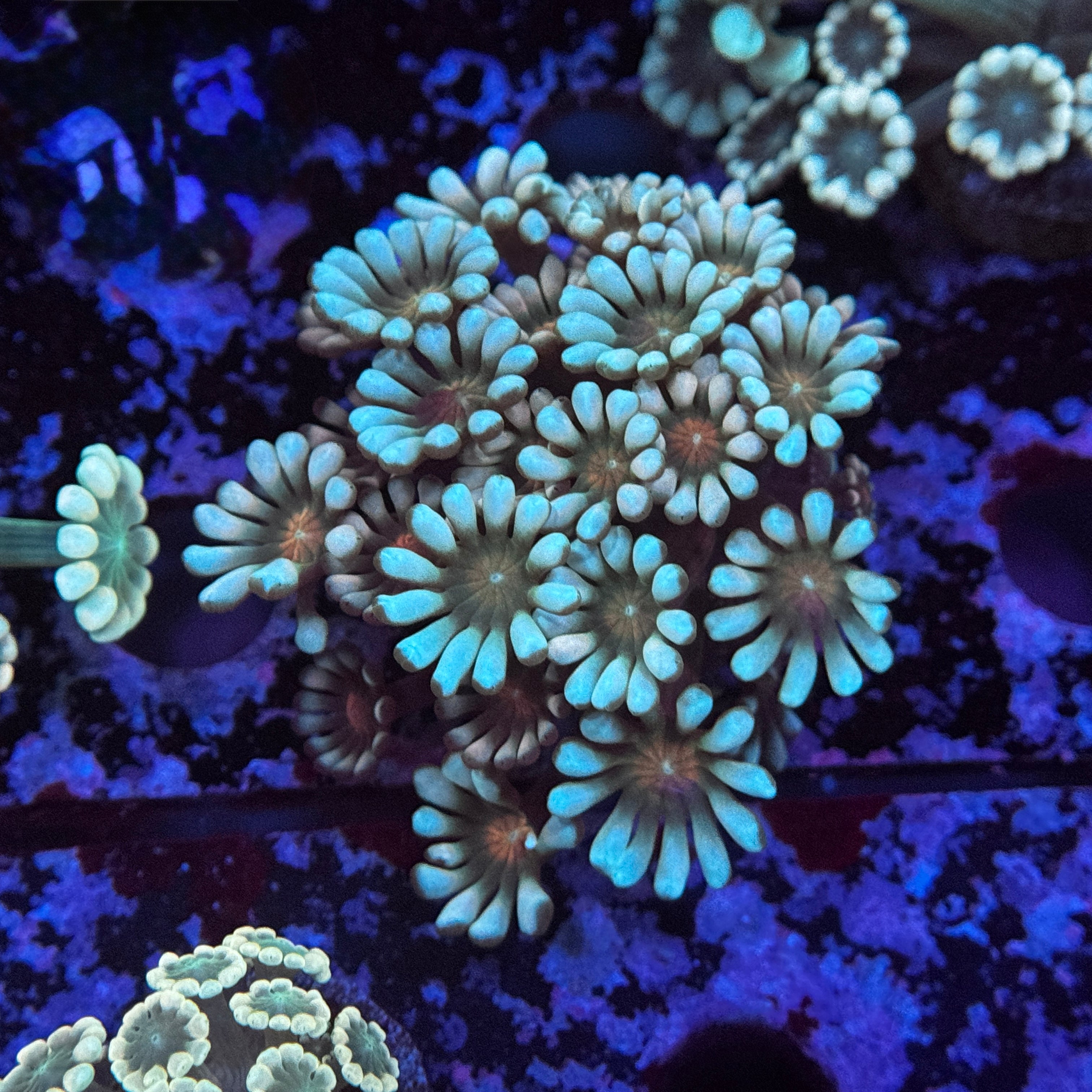 Its A Boy Alveopora