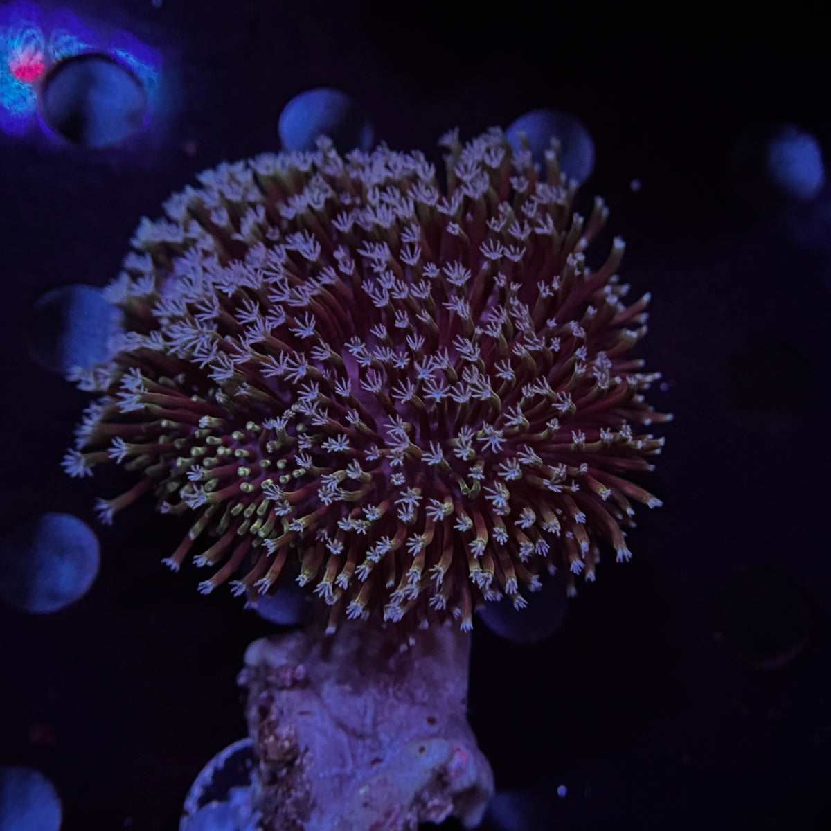 Discoball Toadstool Leather