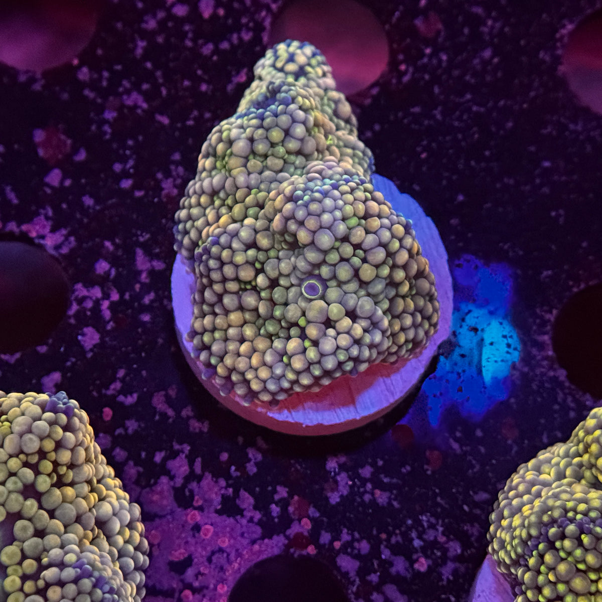 Rainbow Ricordea Mushroom
