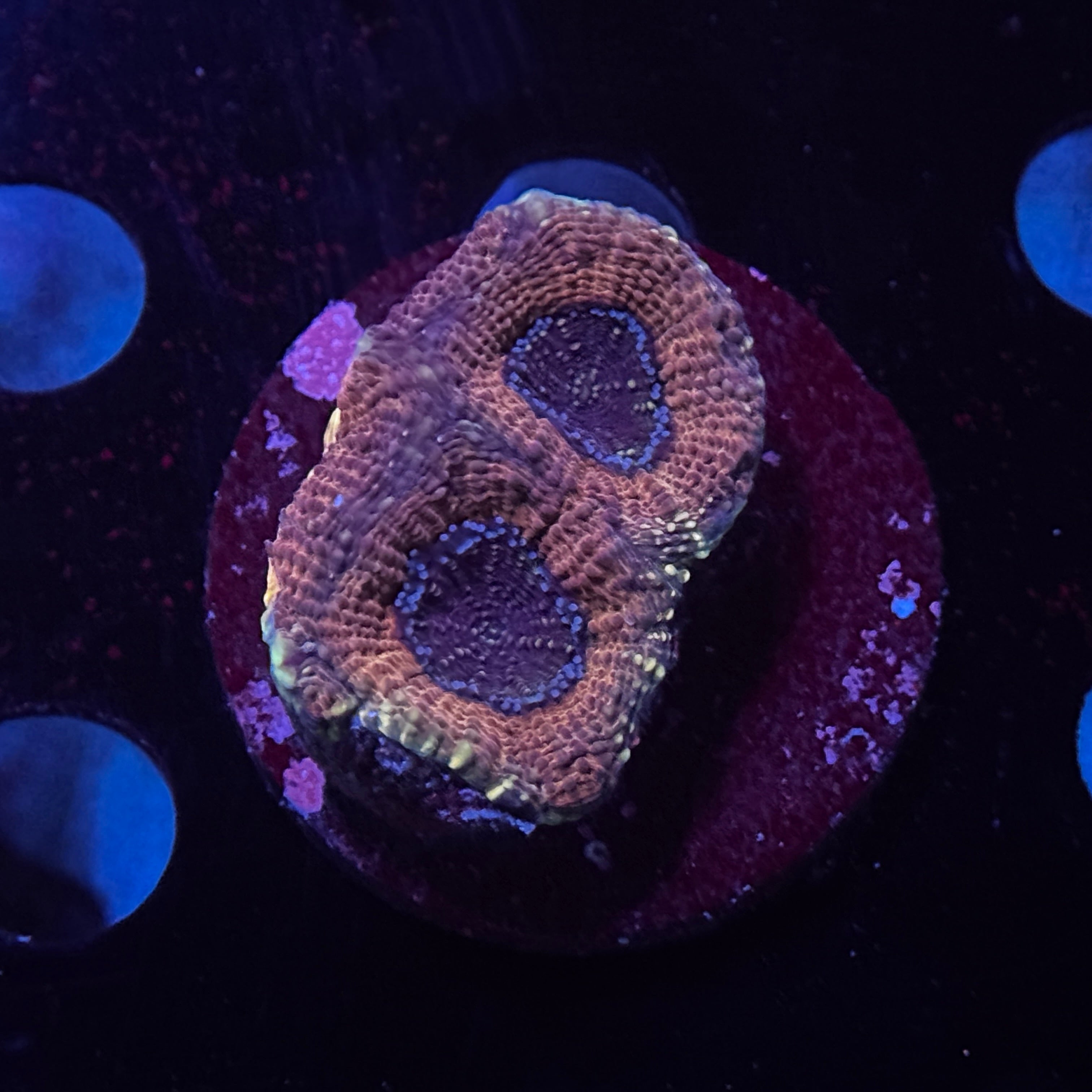 Orange Acan Echinata